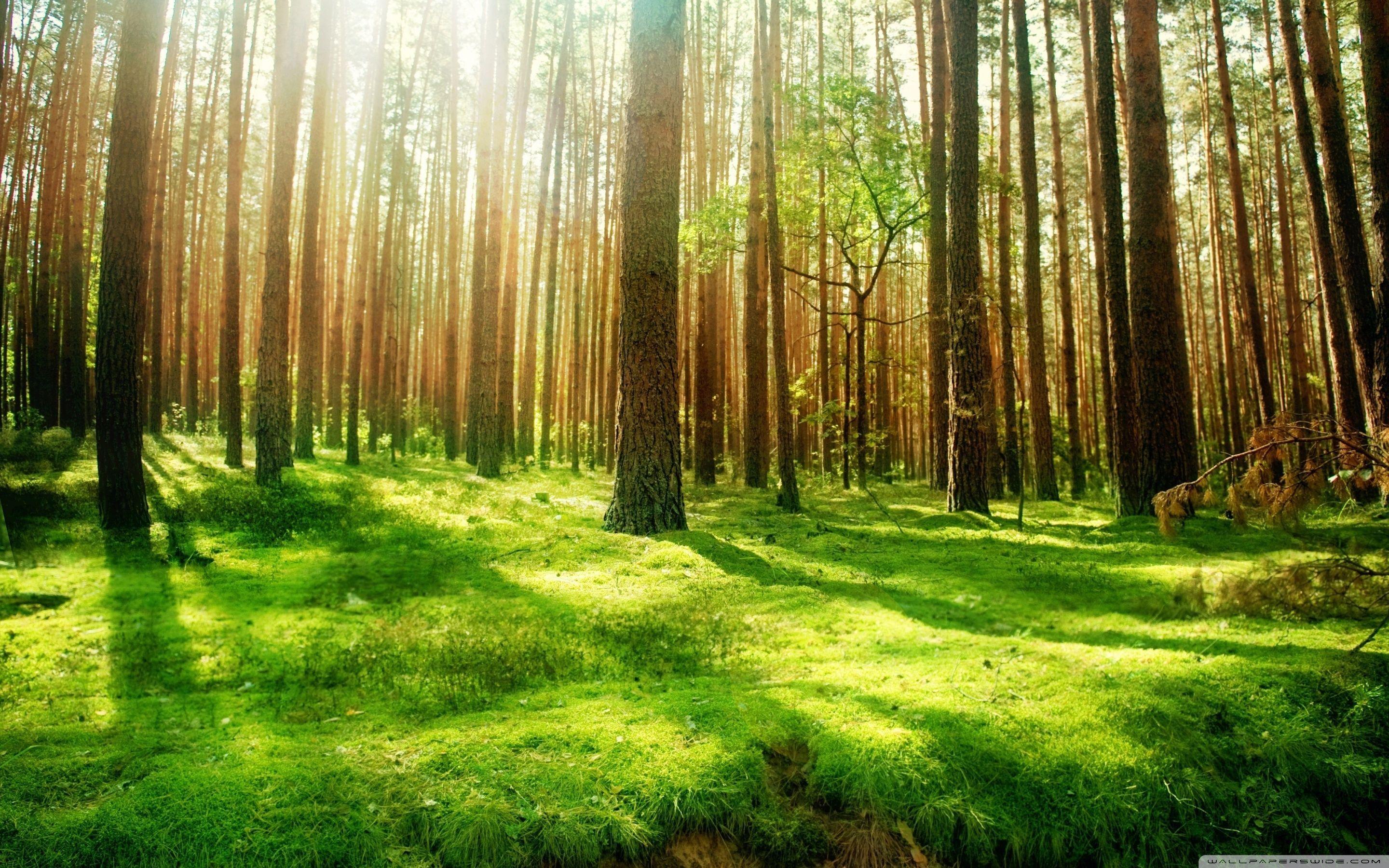 2880x1800 Green Scenery Wallpaper
