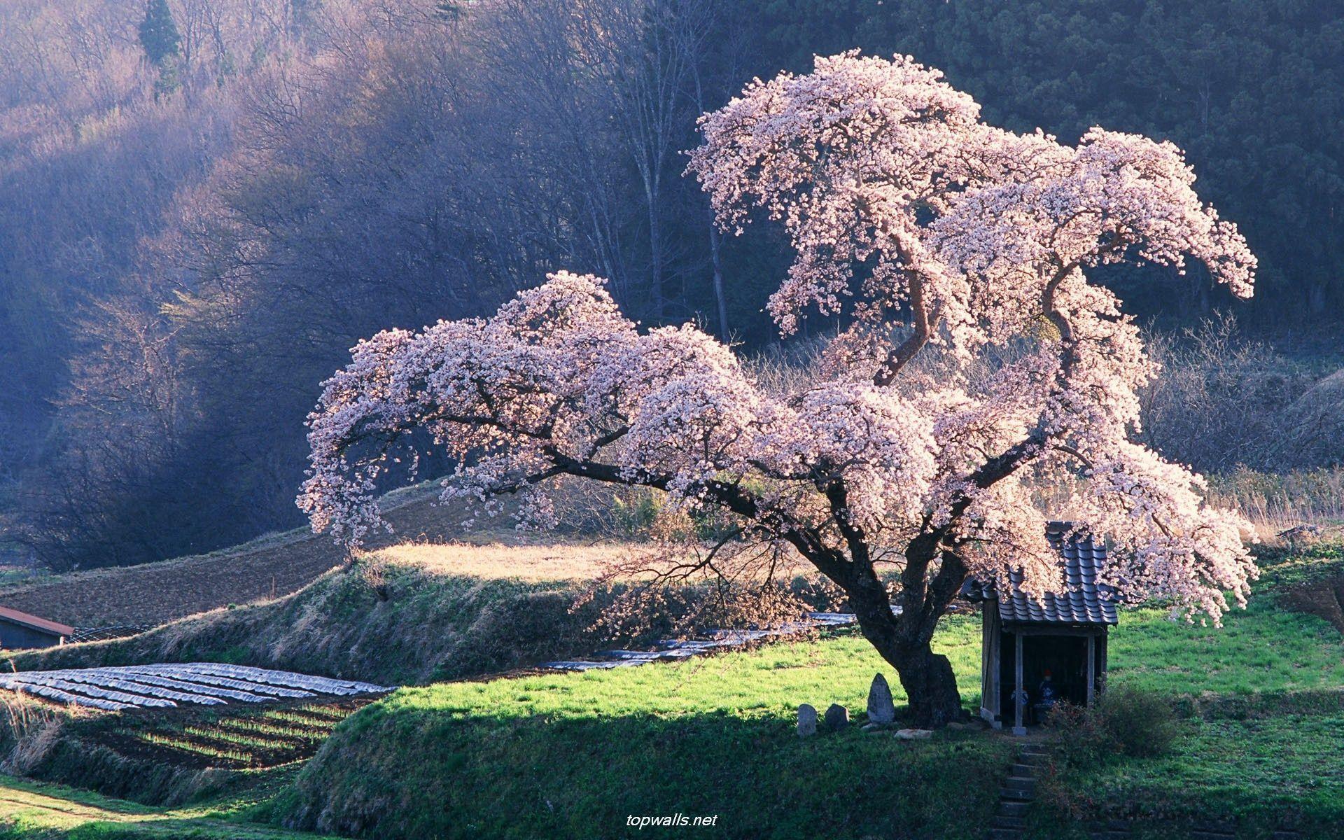 1920x1200 Scenary Spring In Japan Wallpaper Background Image