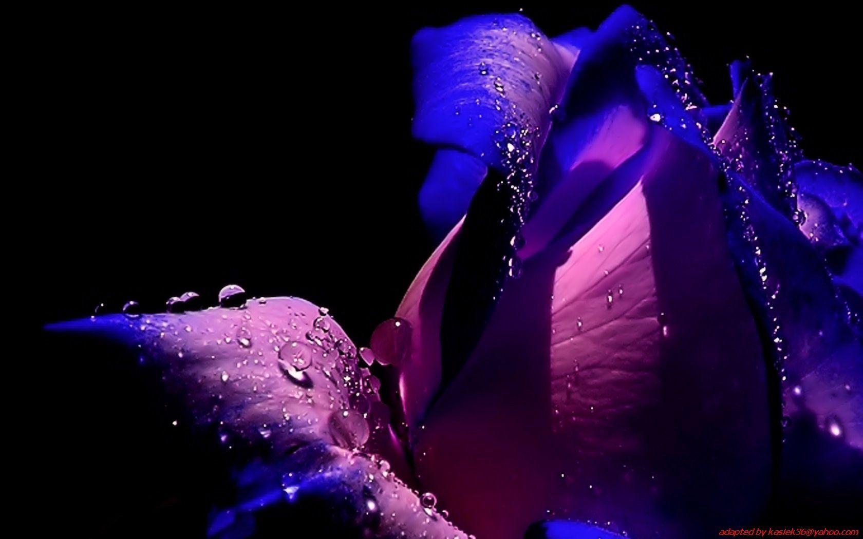 1680x1050 Blue And Purple Roses. rose, blue, flower, purple, rose. Purple roses wallpaper, Purple roses, Purple