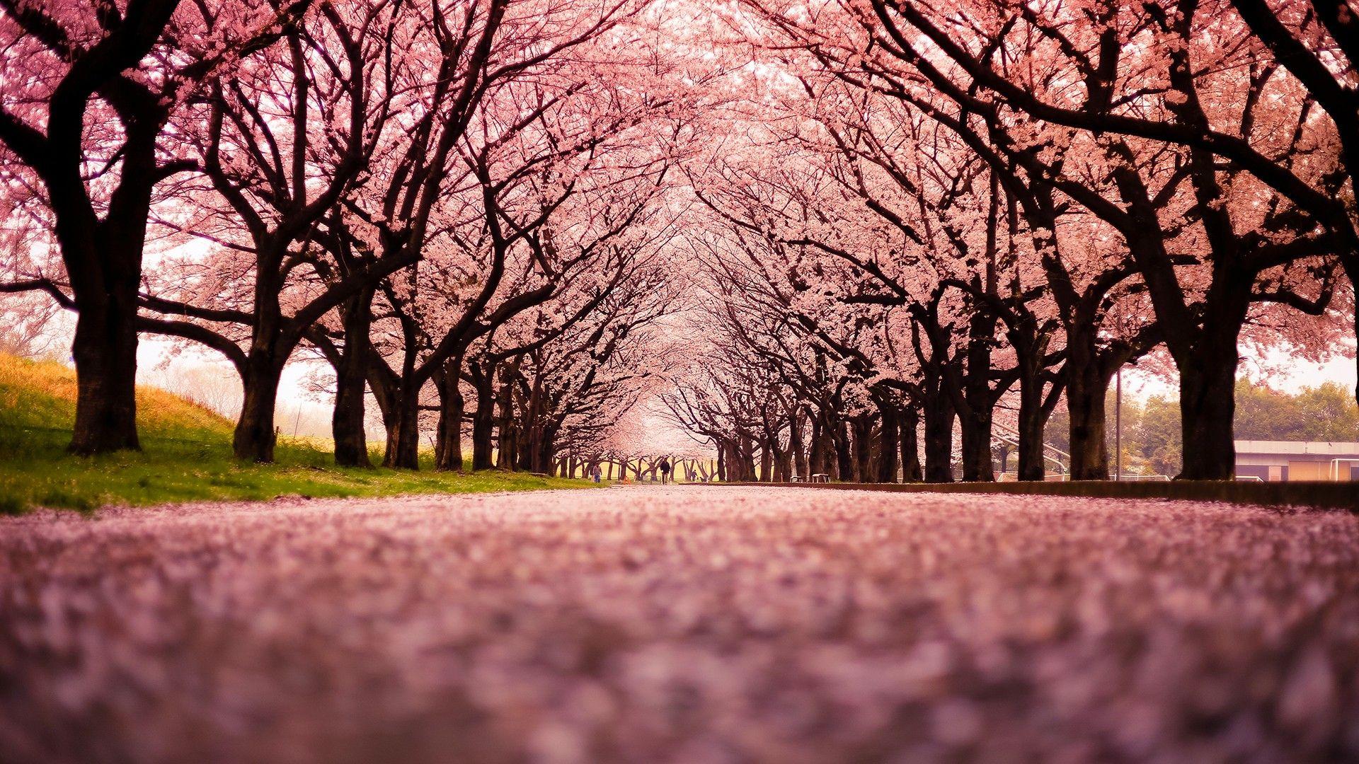 1920x1080 Japan, trees, peach wallpaper