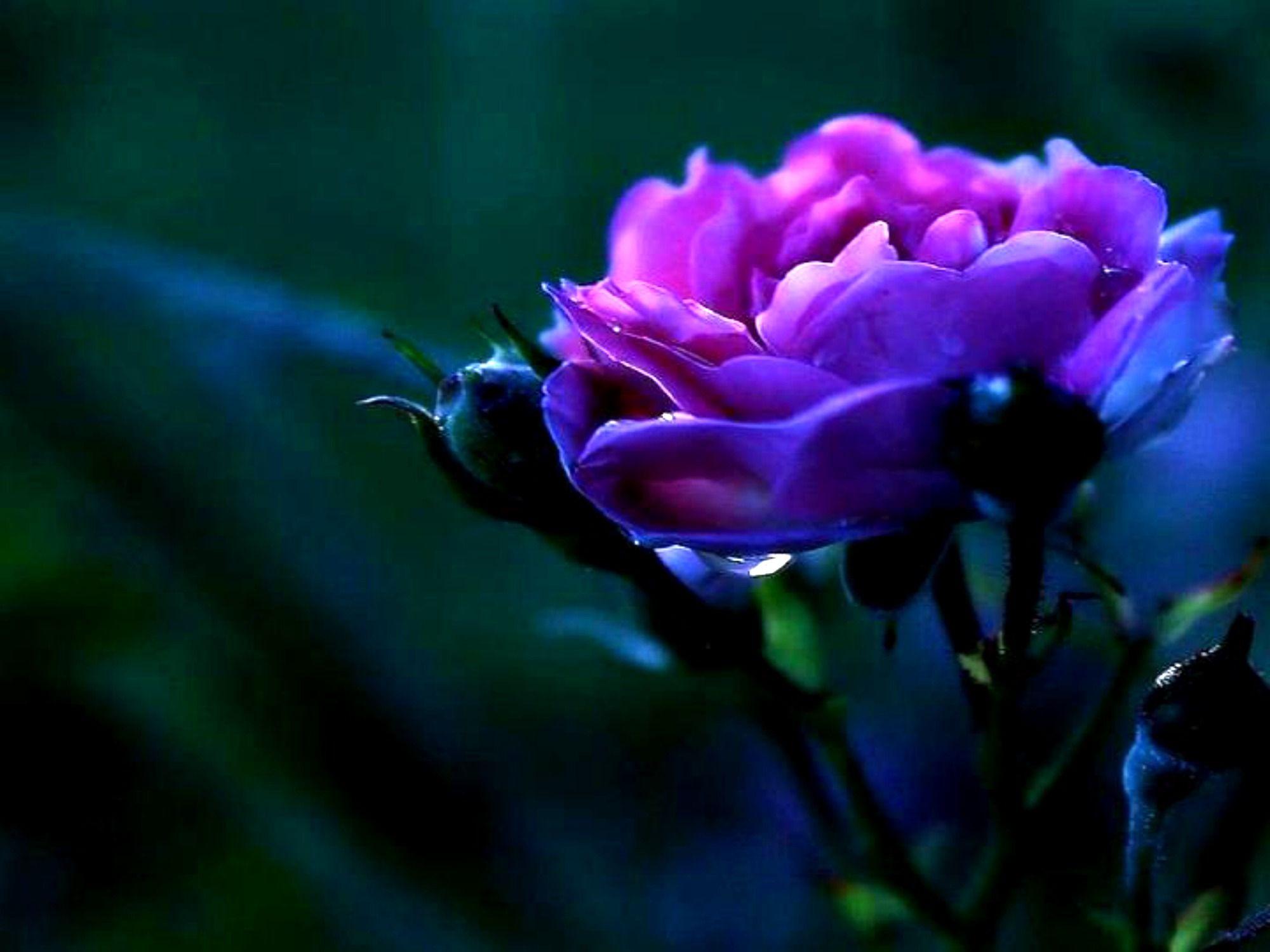 2000x1500 Violet Rose Wallpaper