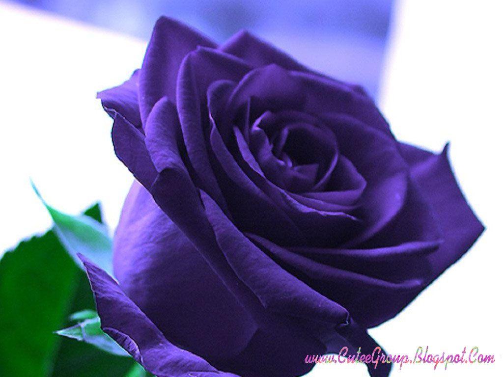 1024x768 Free download Related Dark Purple Flower Wallpaper White Rose Wallpaper Purple [1024x768] for your Desktop, Mobile & Tablet. Explore Dark Purple Roses Wallpaper. Purple Wallpaper Background, Purple And Black