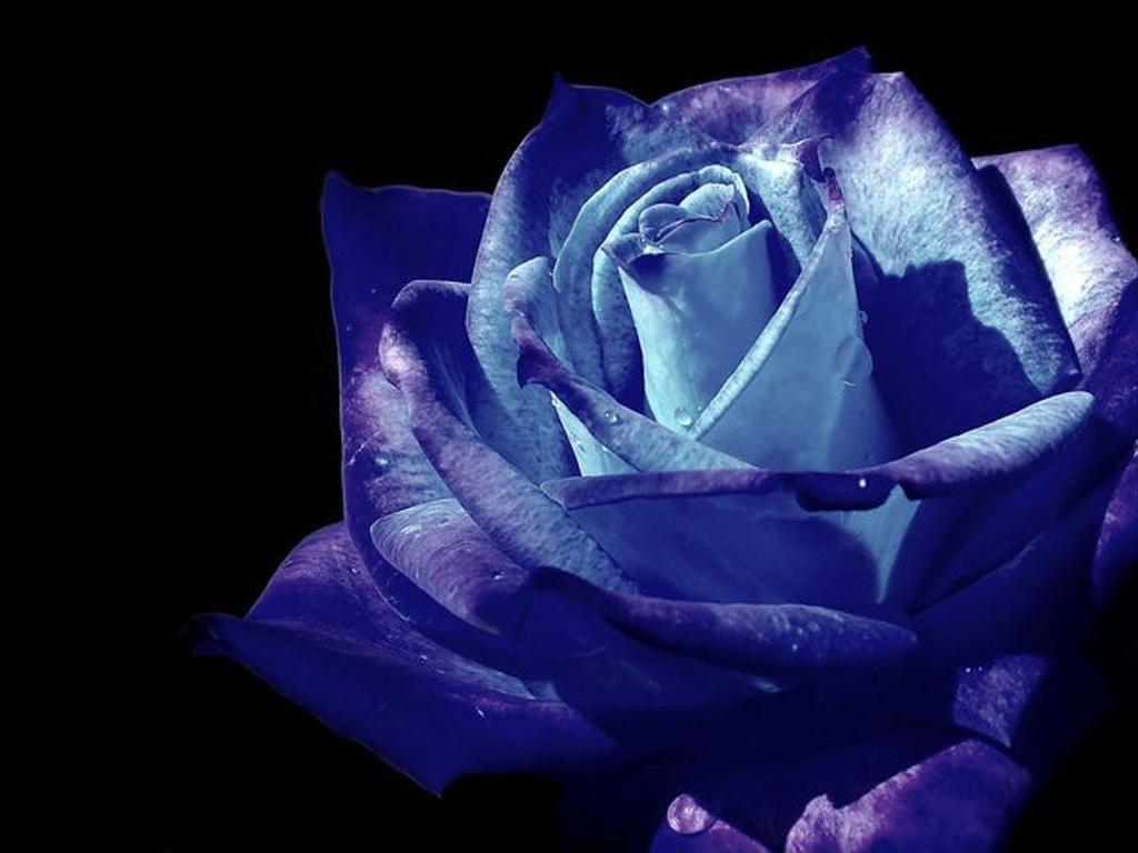 1024x768 Blue and Purple Rose Picture for iPad 3. Blue roses, Blue wallpaper, Blue rose