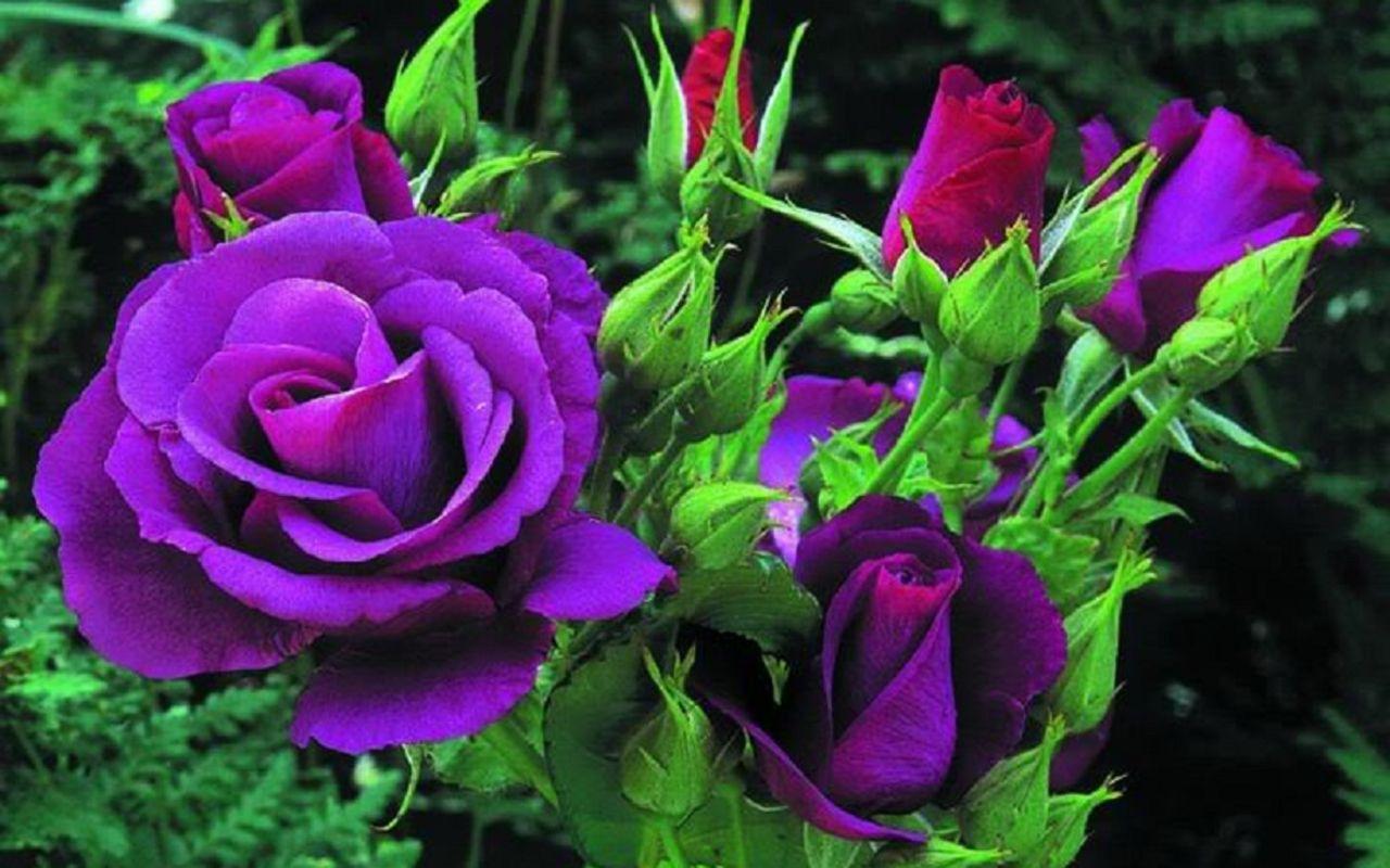 1280x800 HD Purple Roses Wallpaper