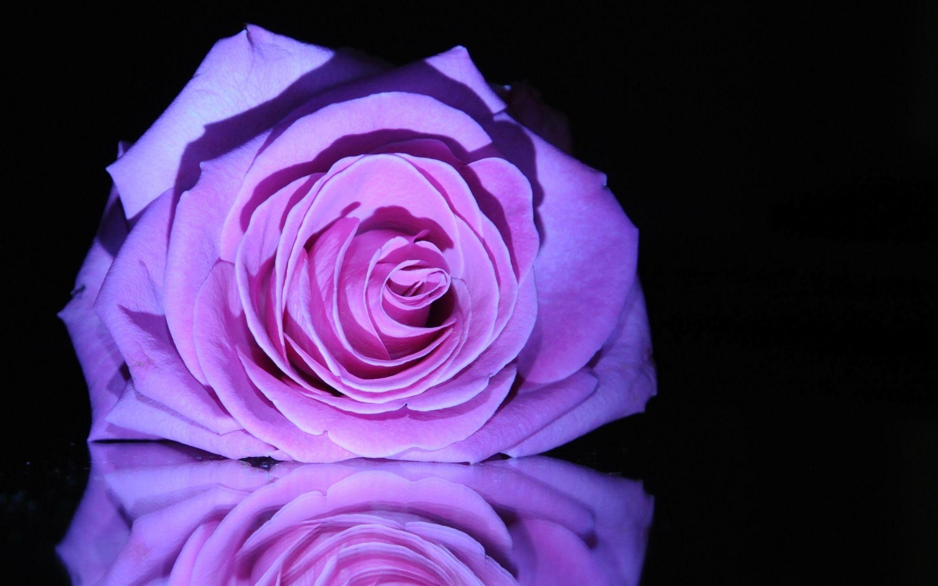 1920x1200 Quotes About Purple Roses. QuotesGram