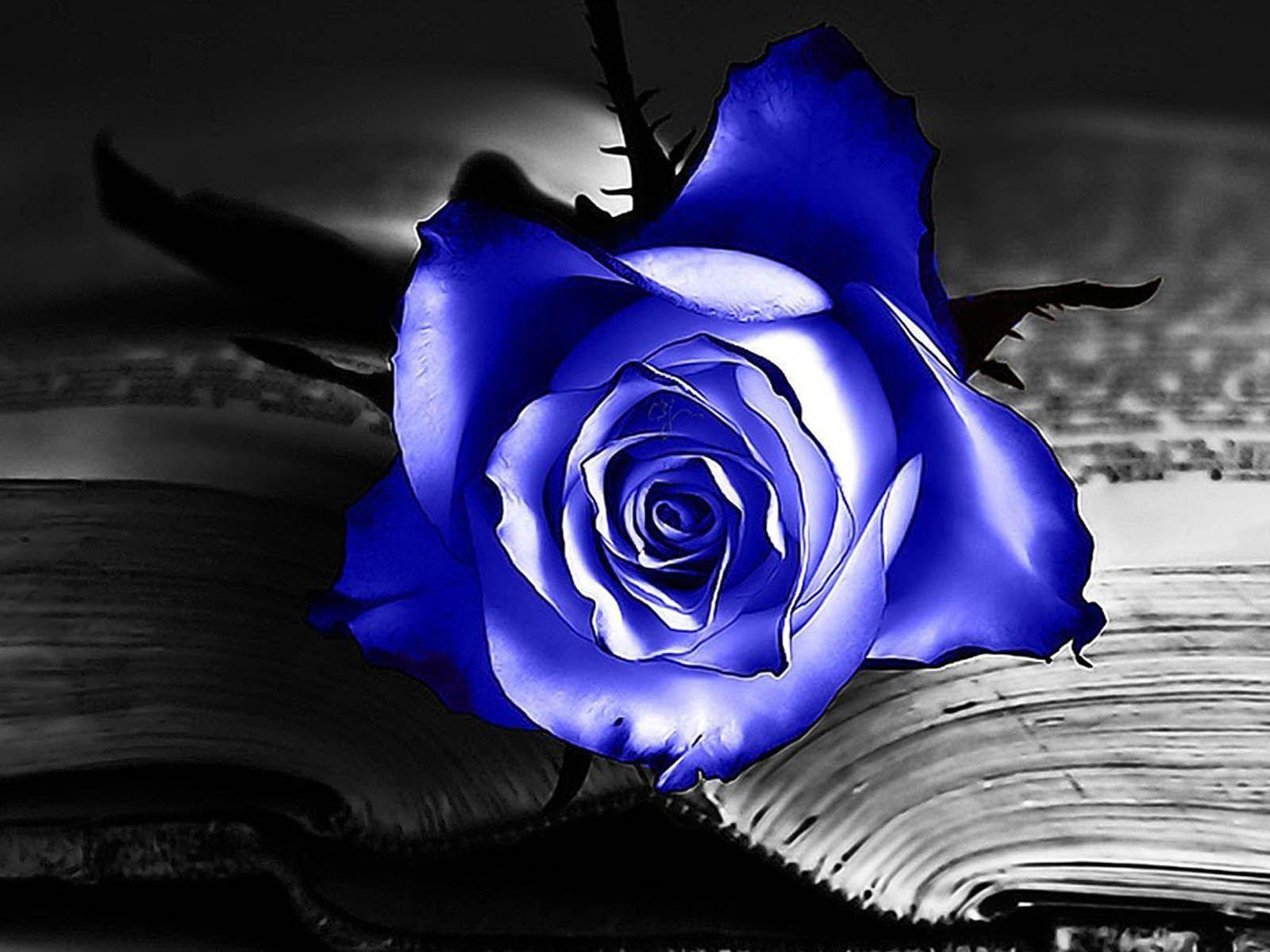 1600x1200 Rose Worship Background. April Worship Background, May Worship Background and Simple Worship Background