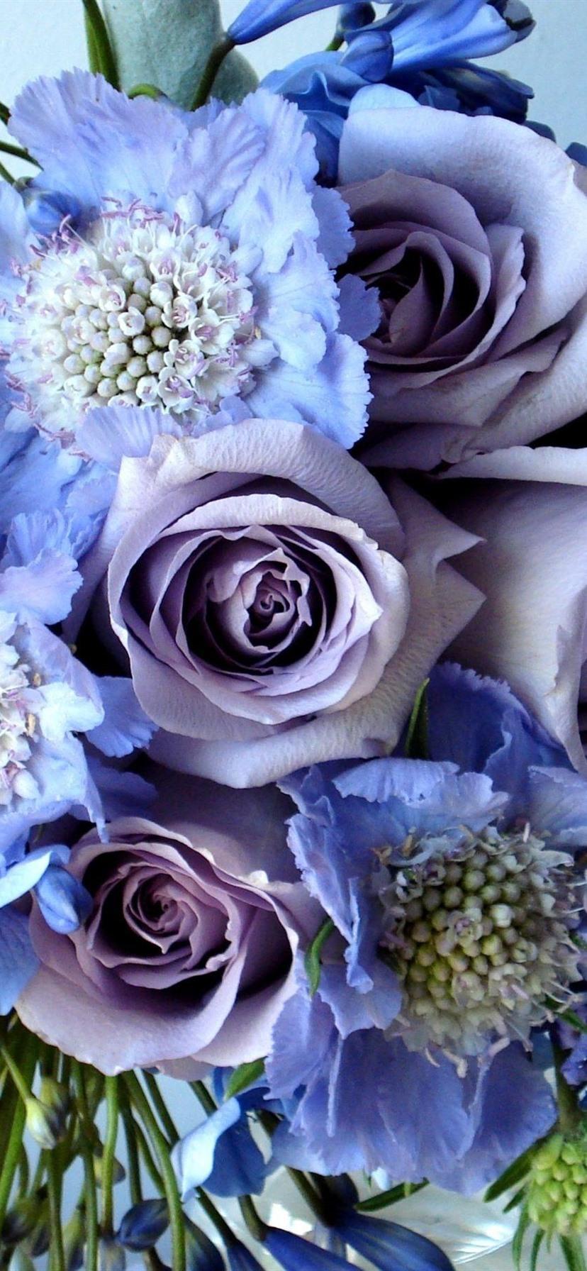 828x1792 Flower Wallpaper Purple Roses