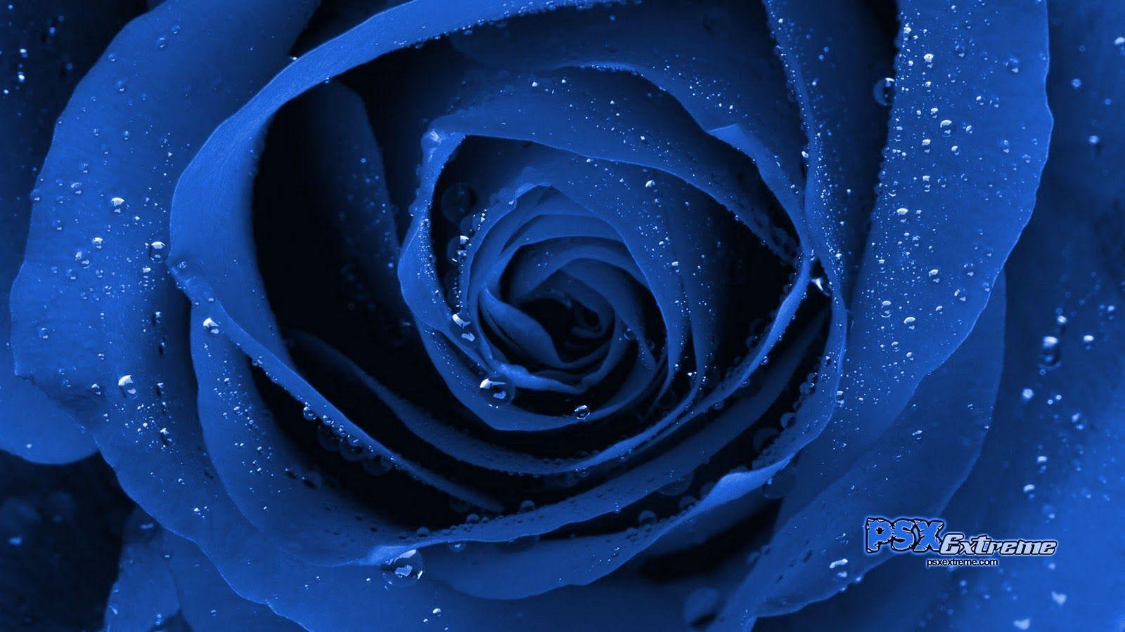 1600x900 Rose Wallpaper: blue roses wallpaper