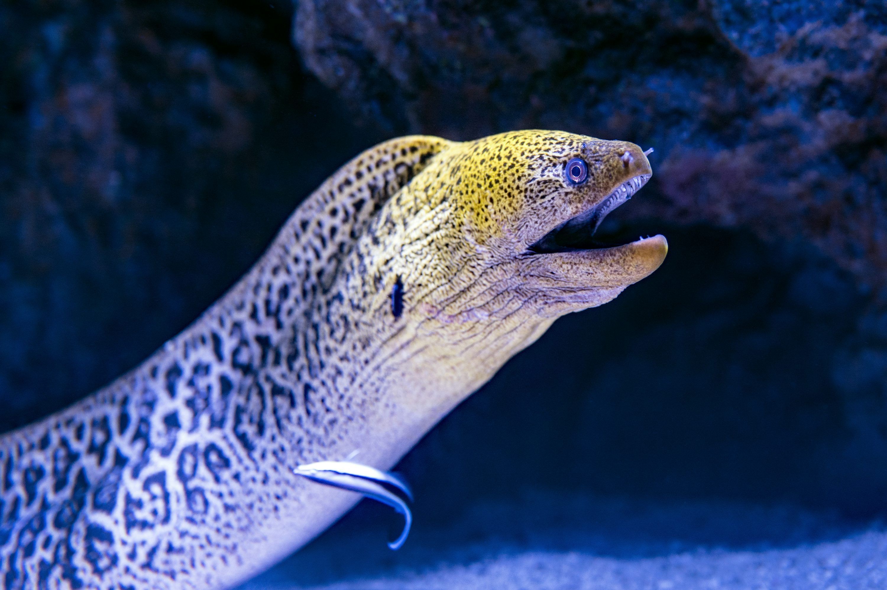 3000x1996 Eel Picture. Download Free Image