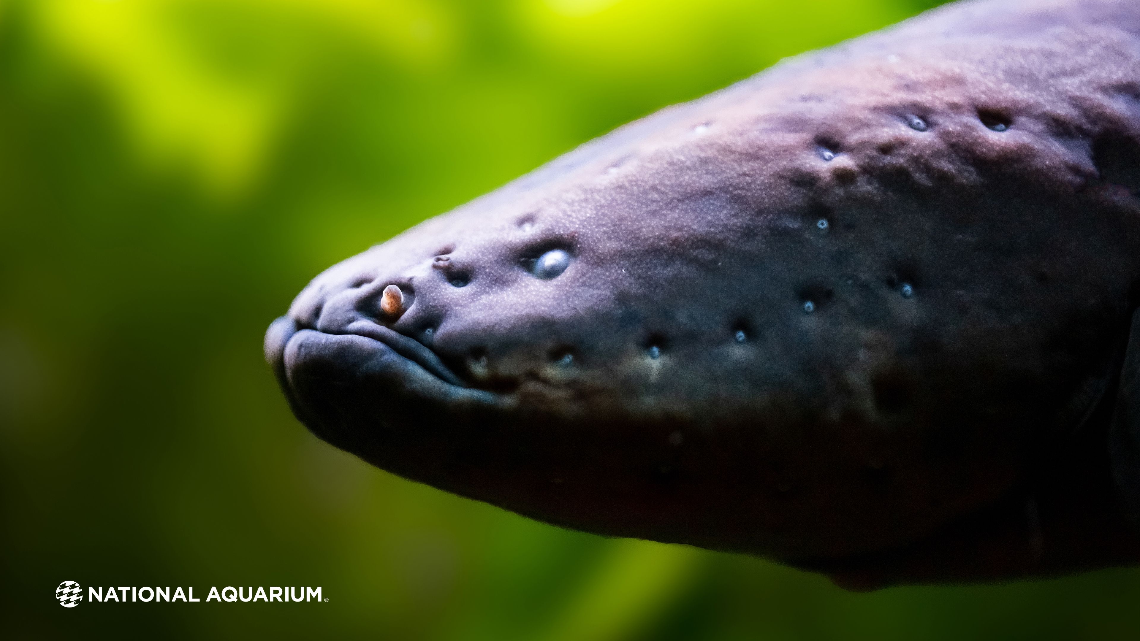 3840x2160 National Aquarium Wednesdays: Electric Eel