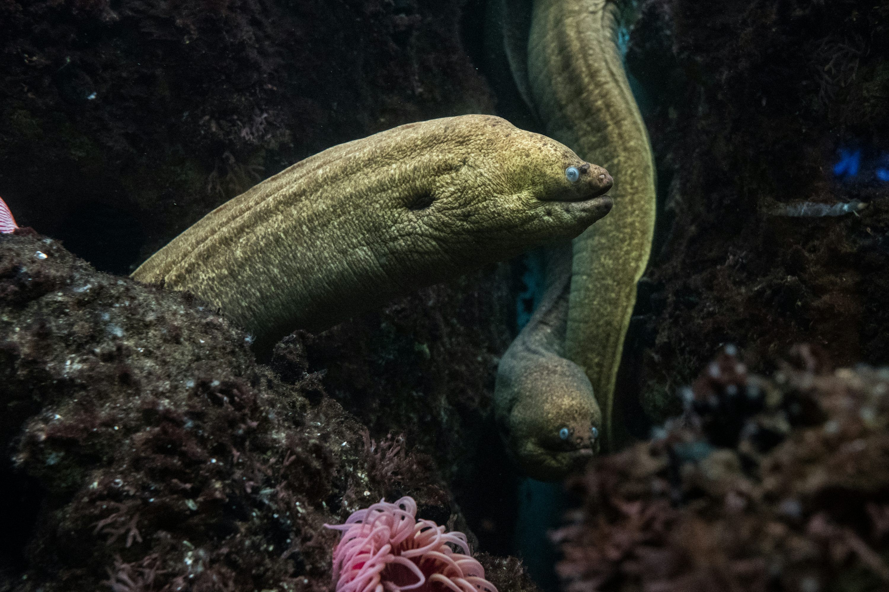 3000x2000 Electric Eel Picture. Download Free Image