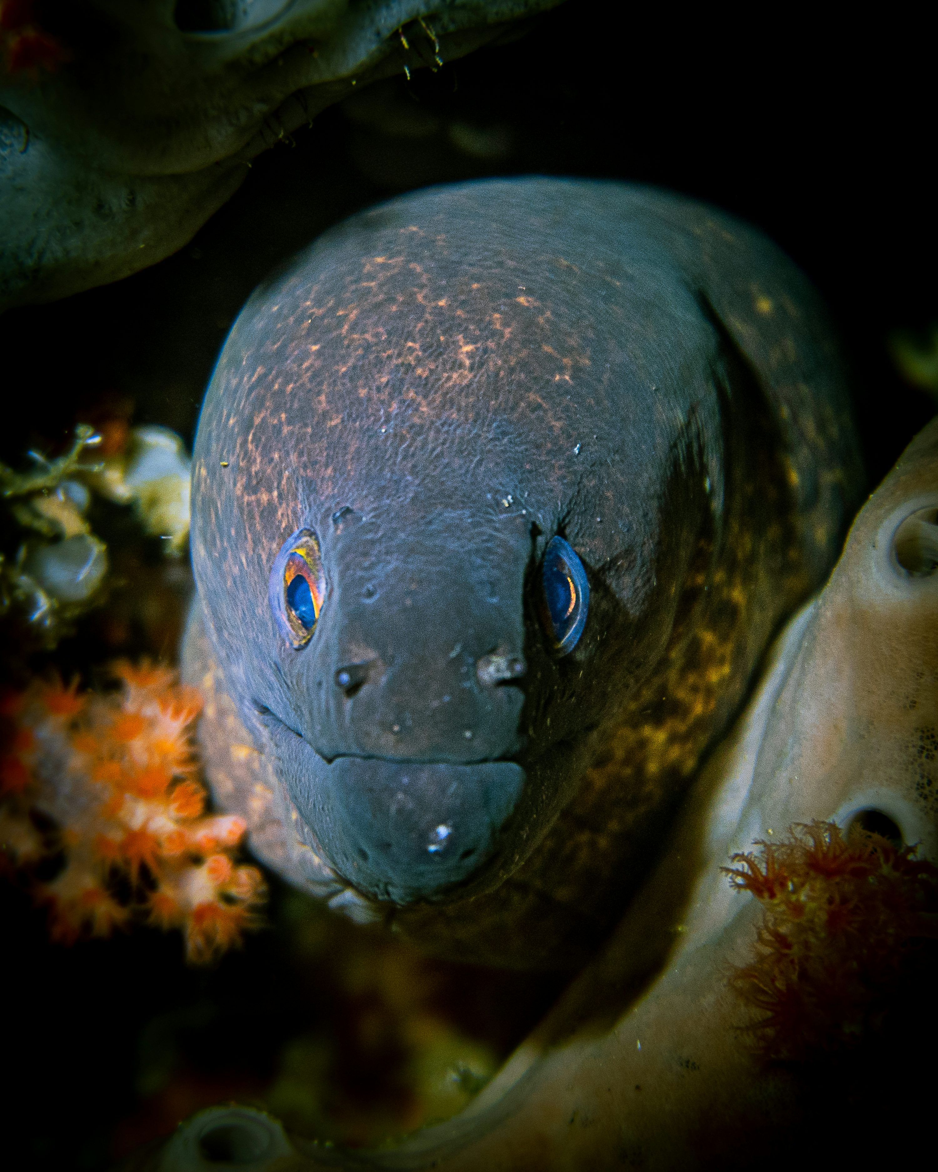 3000x3749 Electric Eel Picture. Download Free Image