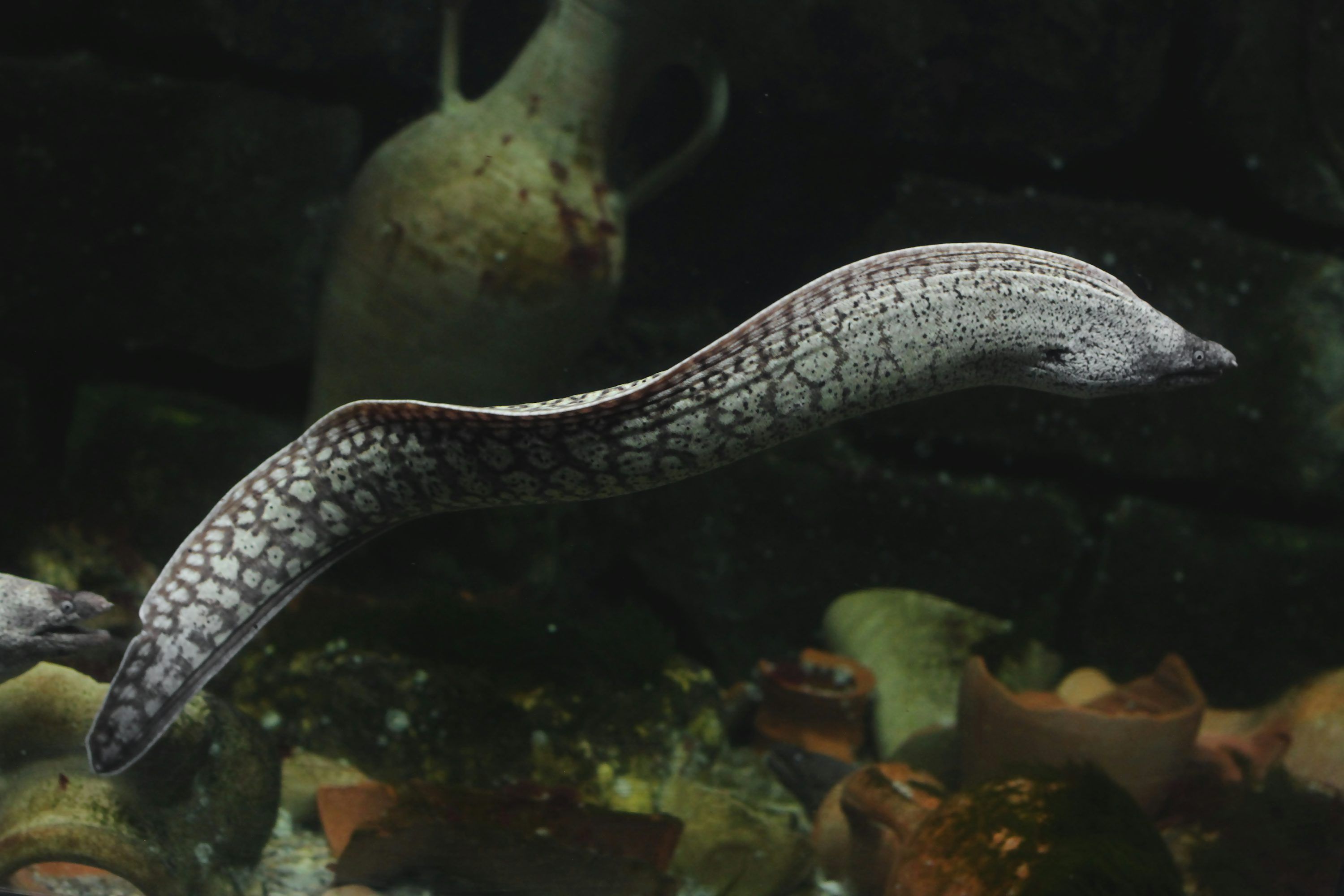 3000x2000 Electric Eel Picture. Download Free Image