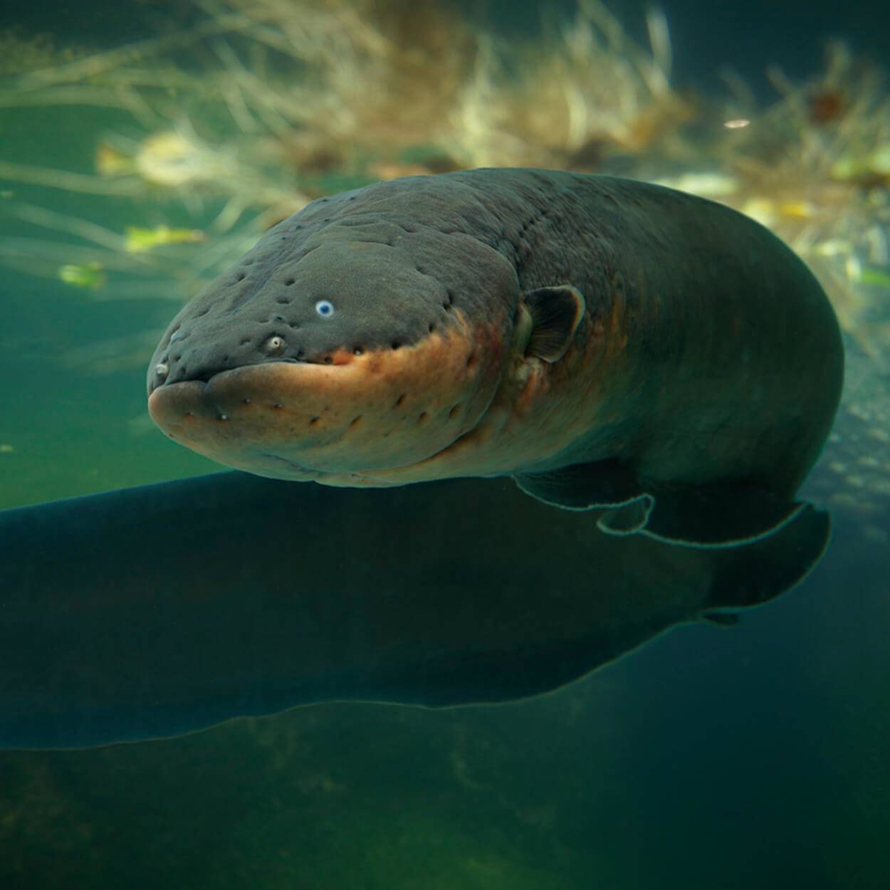 1250x1250 Electric Eels Wallpaper