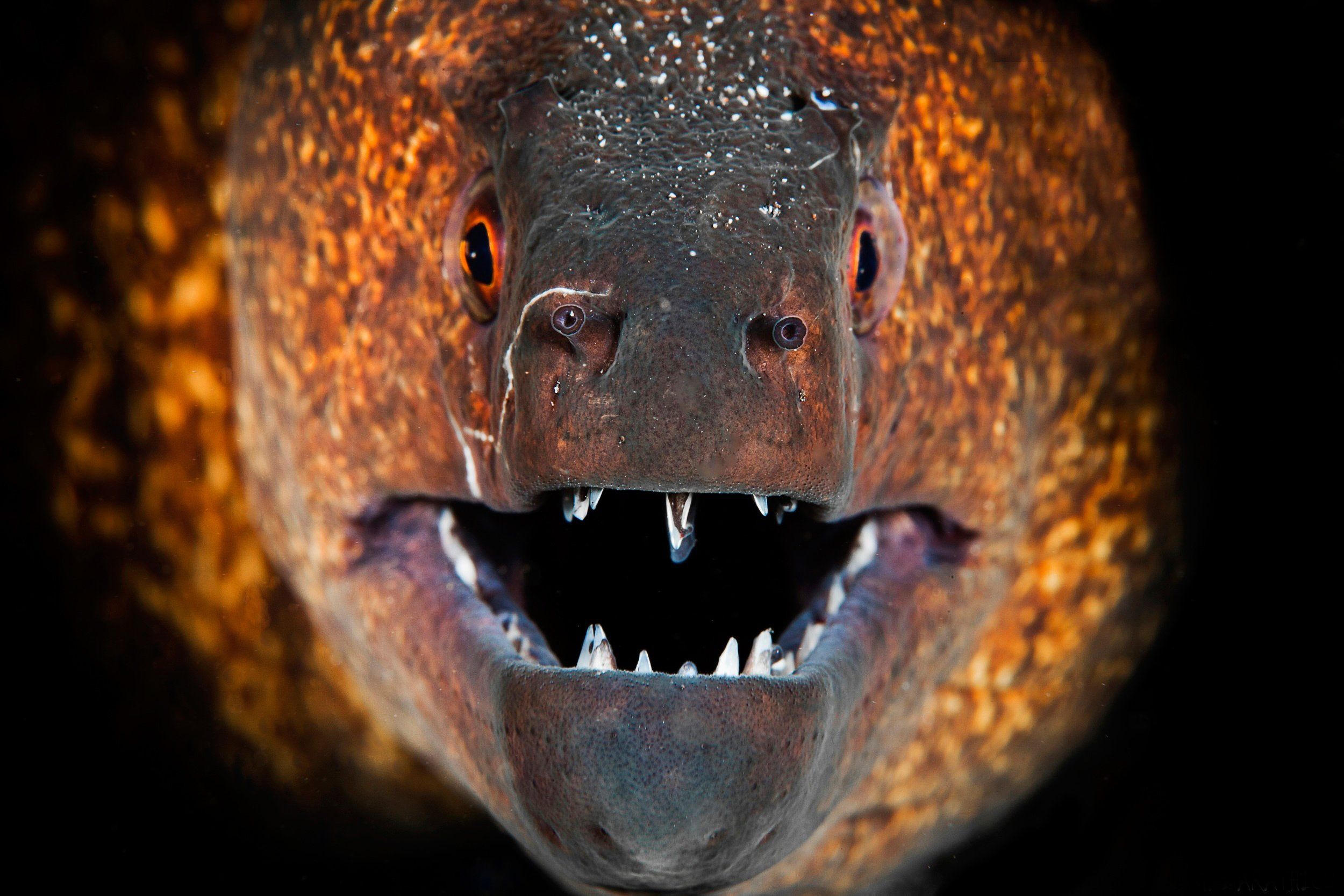 2500x1667 eel, Moray, Underwater, Teeth, Fangs, Electric Wallpaper HD / Desktop and Mobile Background