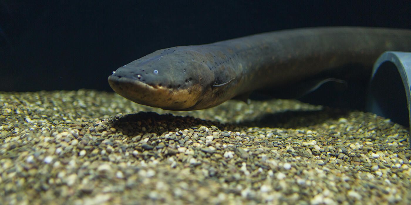 1400x700 Electric eel. Smithsonian's National Zoo and Conservation Biology Institute
