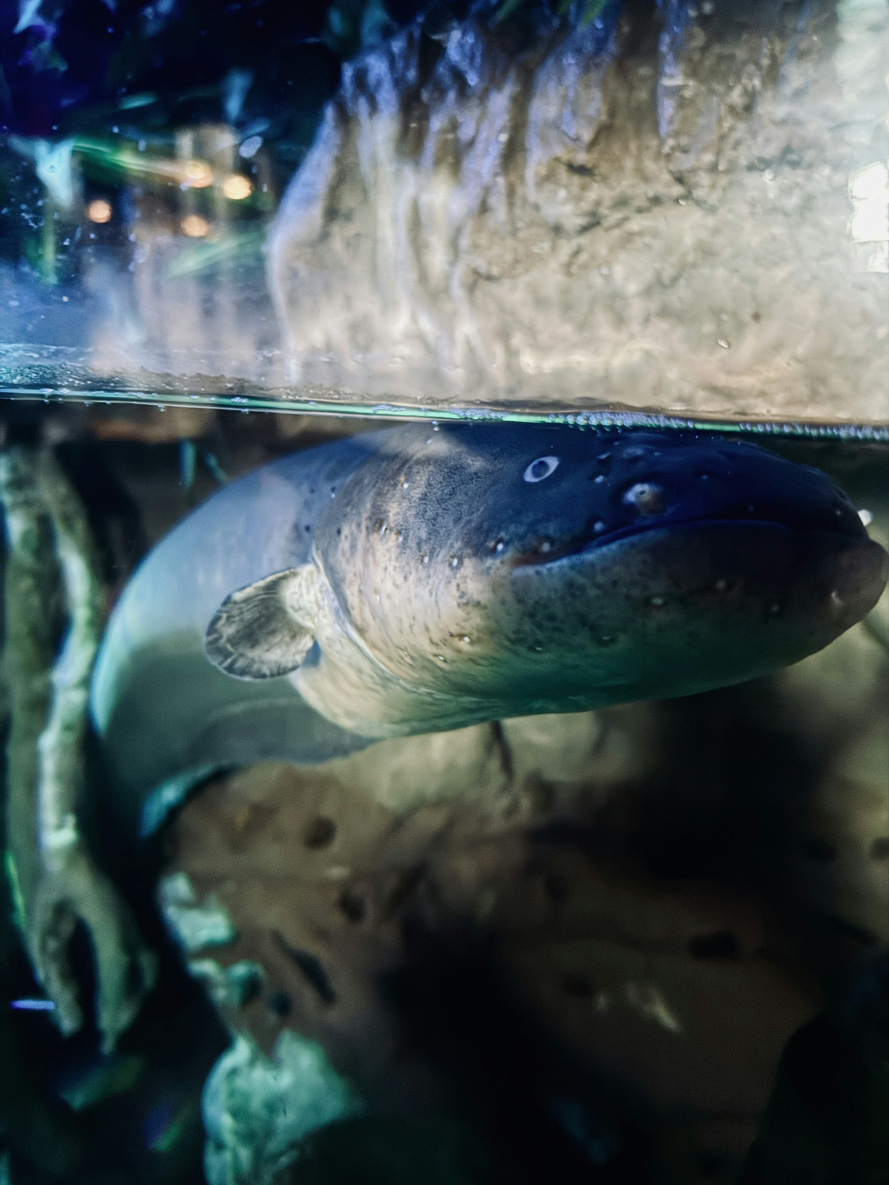 3000x4000 Electric Eel Picture. Download Free Image