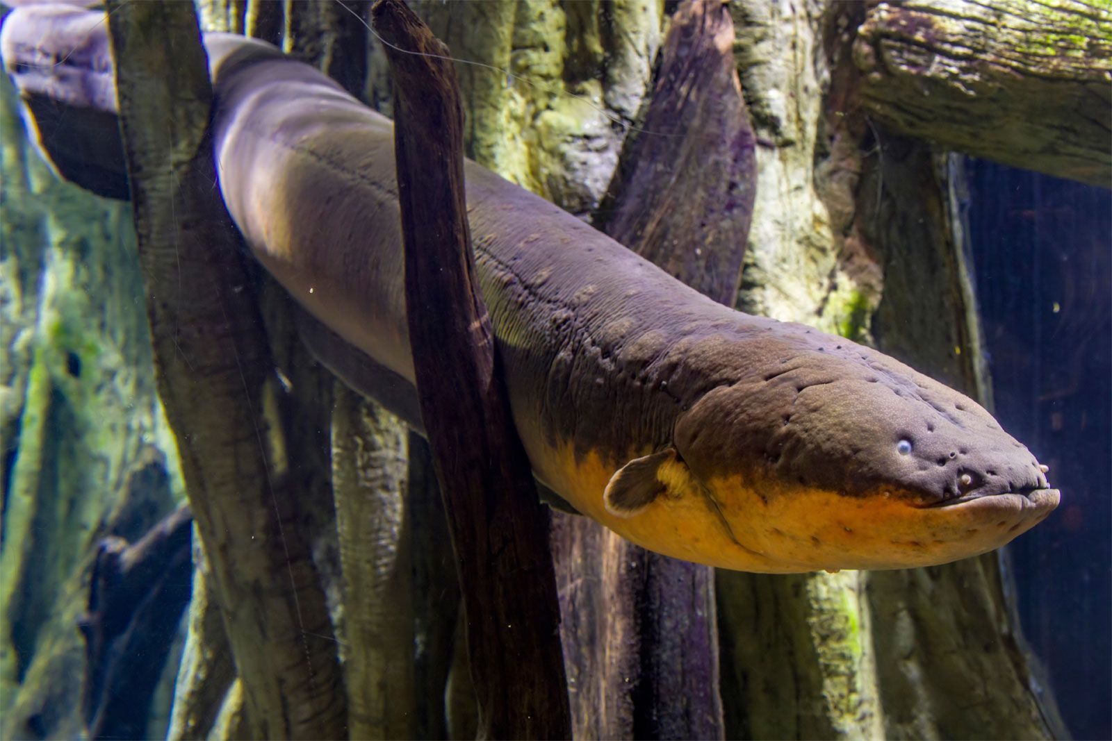 1600x1067 Electric eel. Diet & Electric Shock
