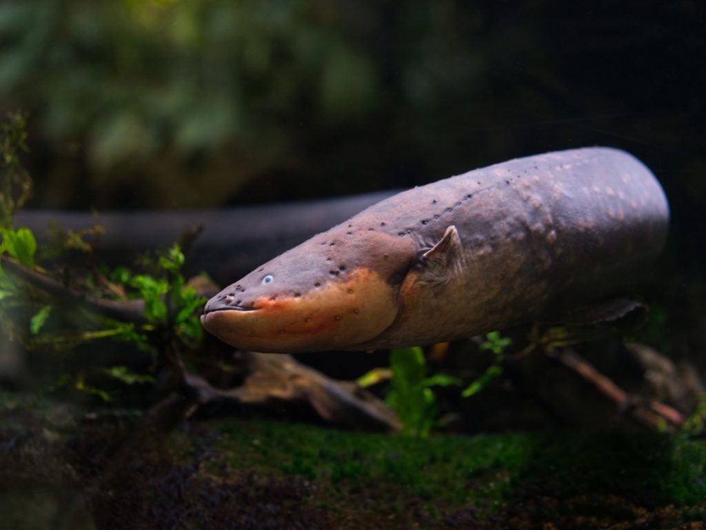 1024x768 Electric Eel Living Planet Aquarium