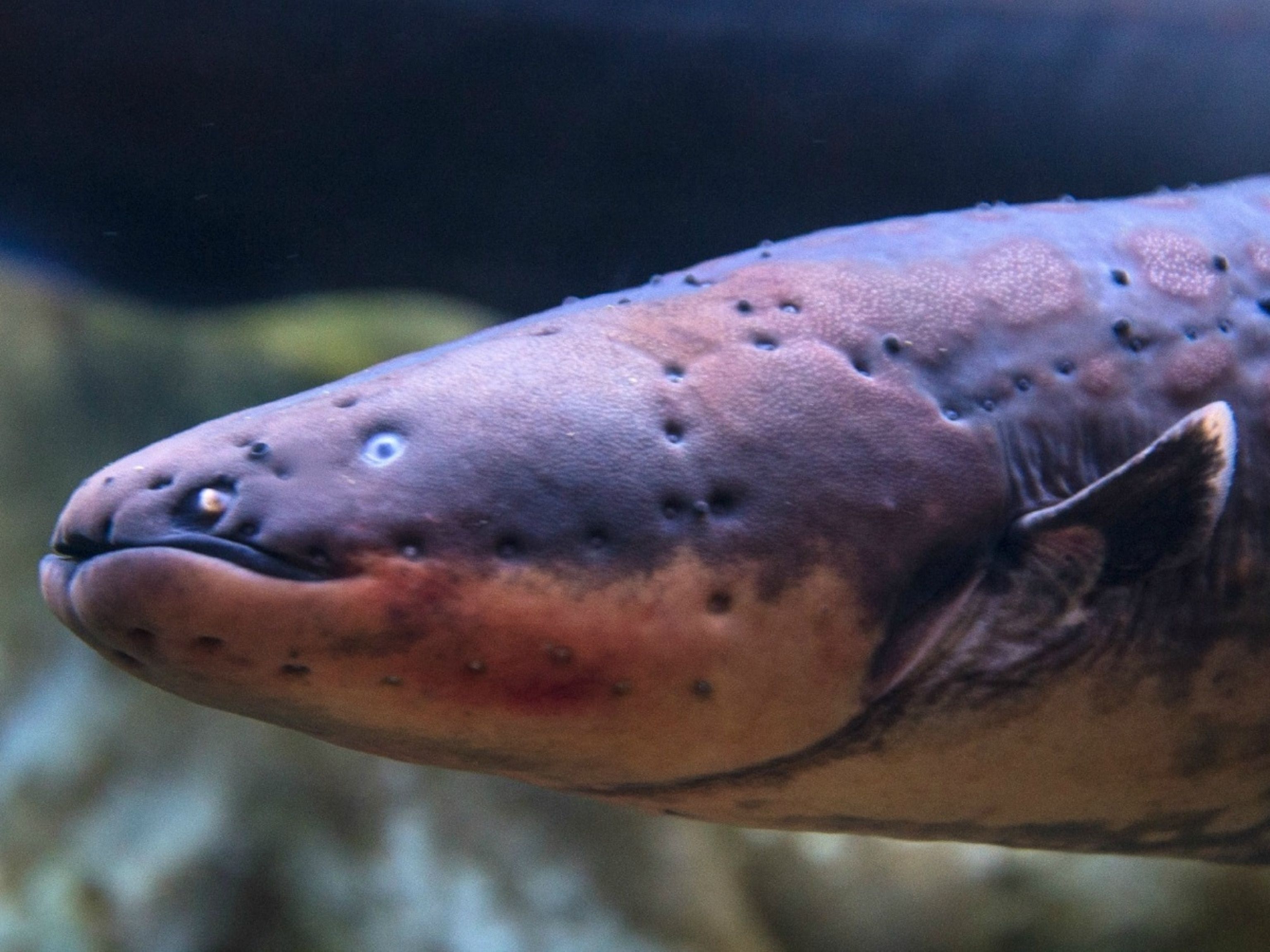 3072x2304 Electric Eel. National Geographic Kids