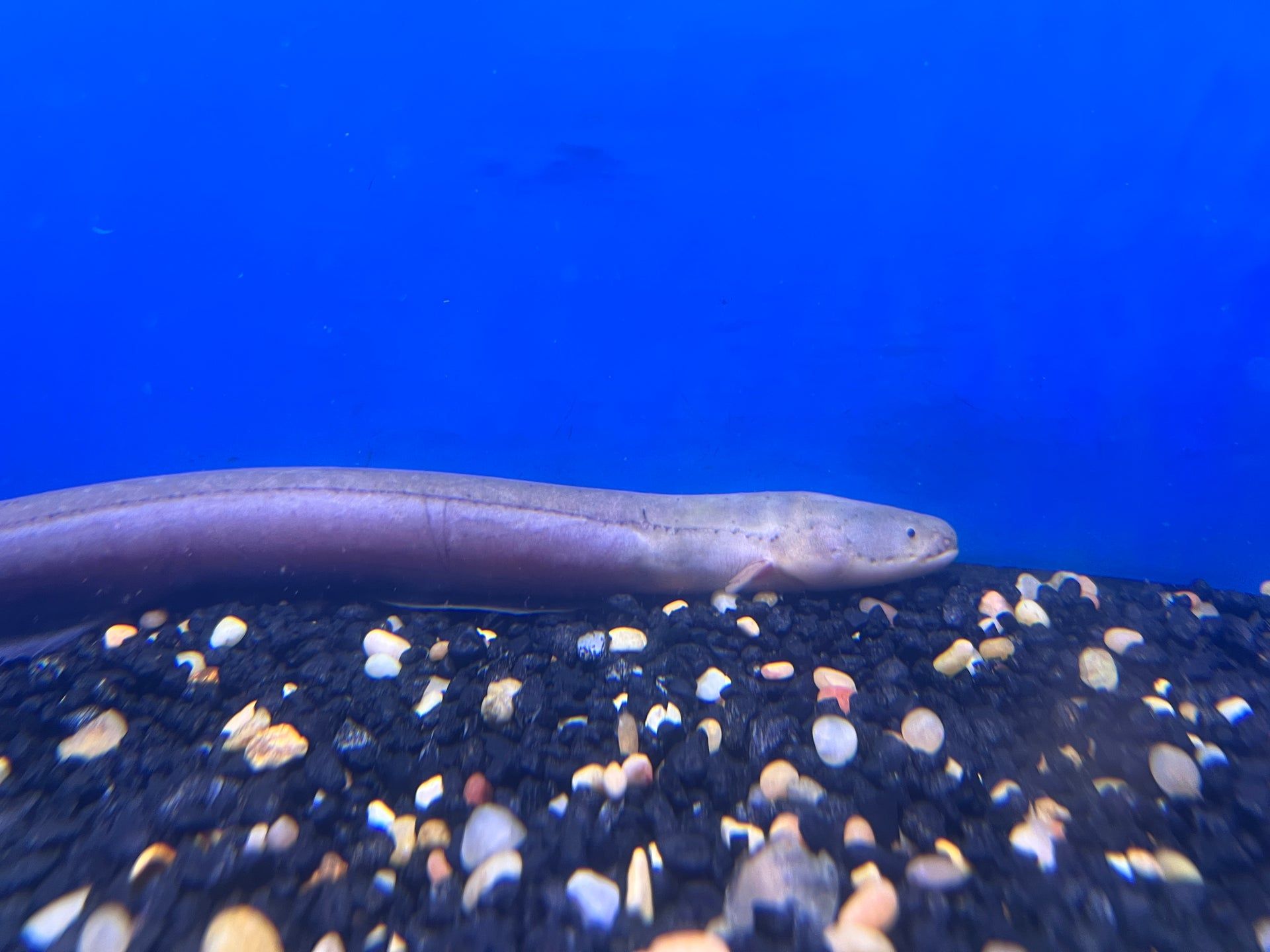1920x1440 Electric Eel 12