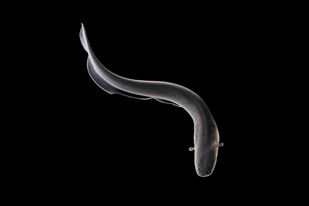 1200x800 Shocking Secrets of the Electric Eel