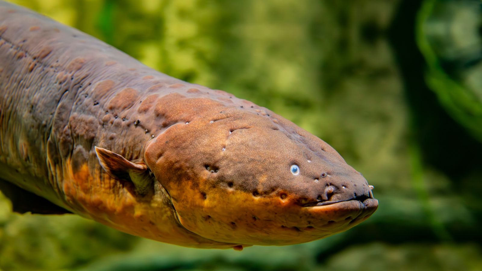 1600x900 Electric eels spark development of flexible, implantable batteries. Engineering and Technology Magazine