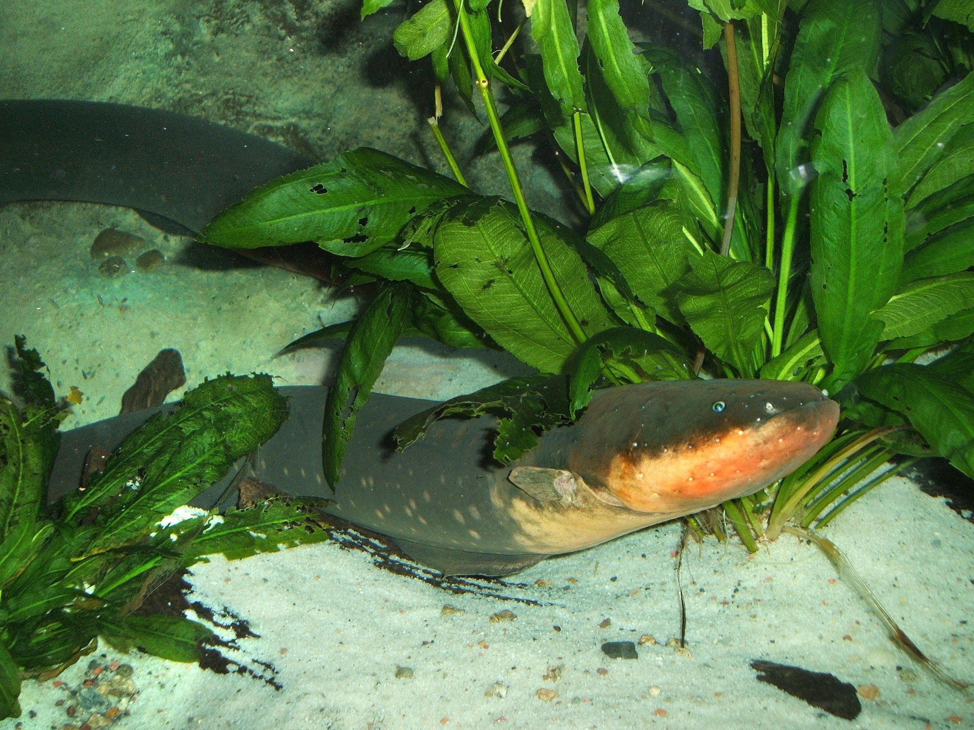 1920x1440 Electric Eel (Electrophorus electricus)