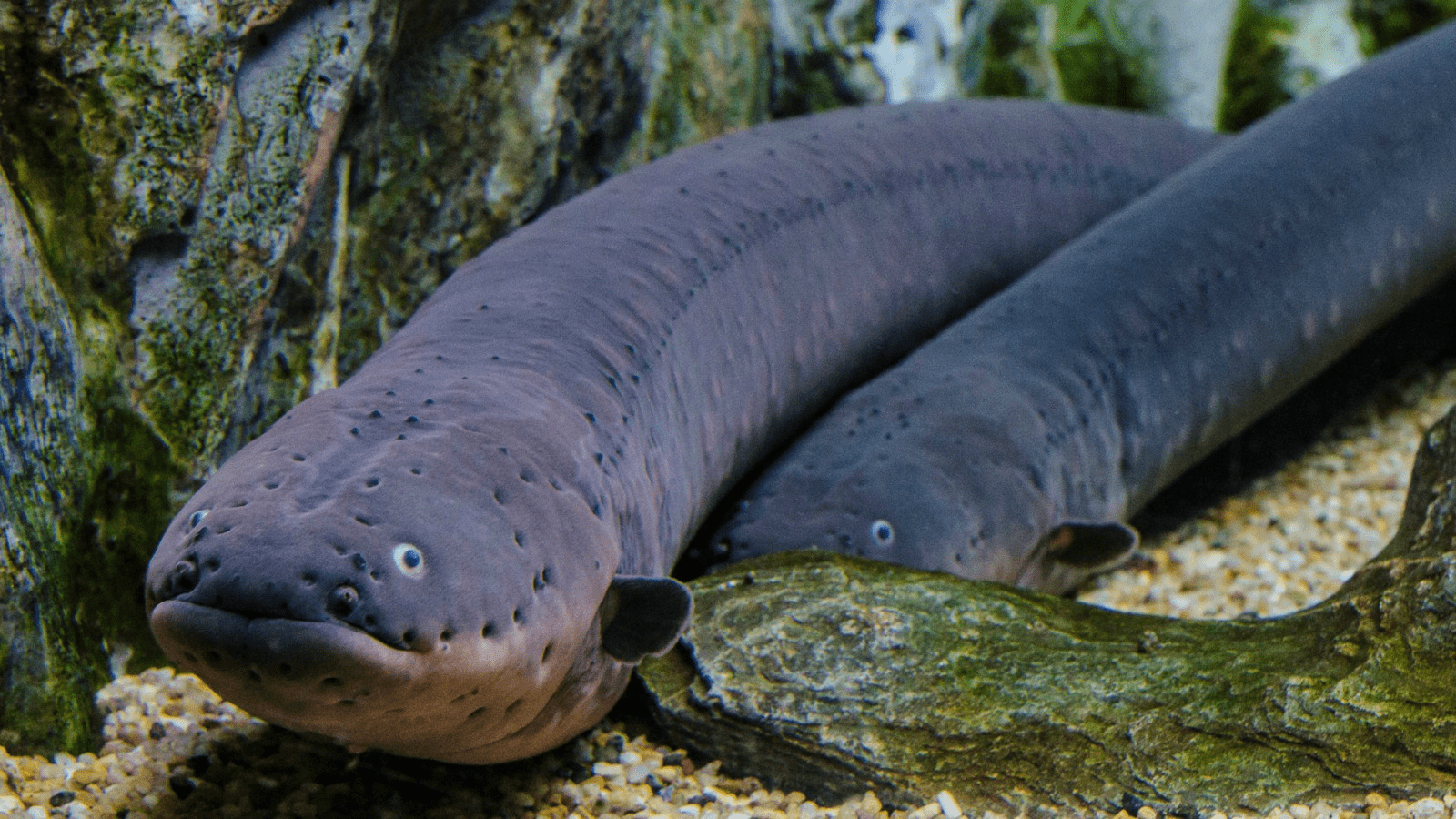 1600x900 The Absurd Story That Inspired Electric Eel Research. by Lefko Charalambous. Five Guys Facts