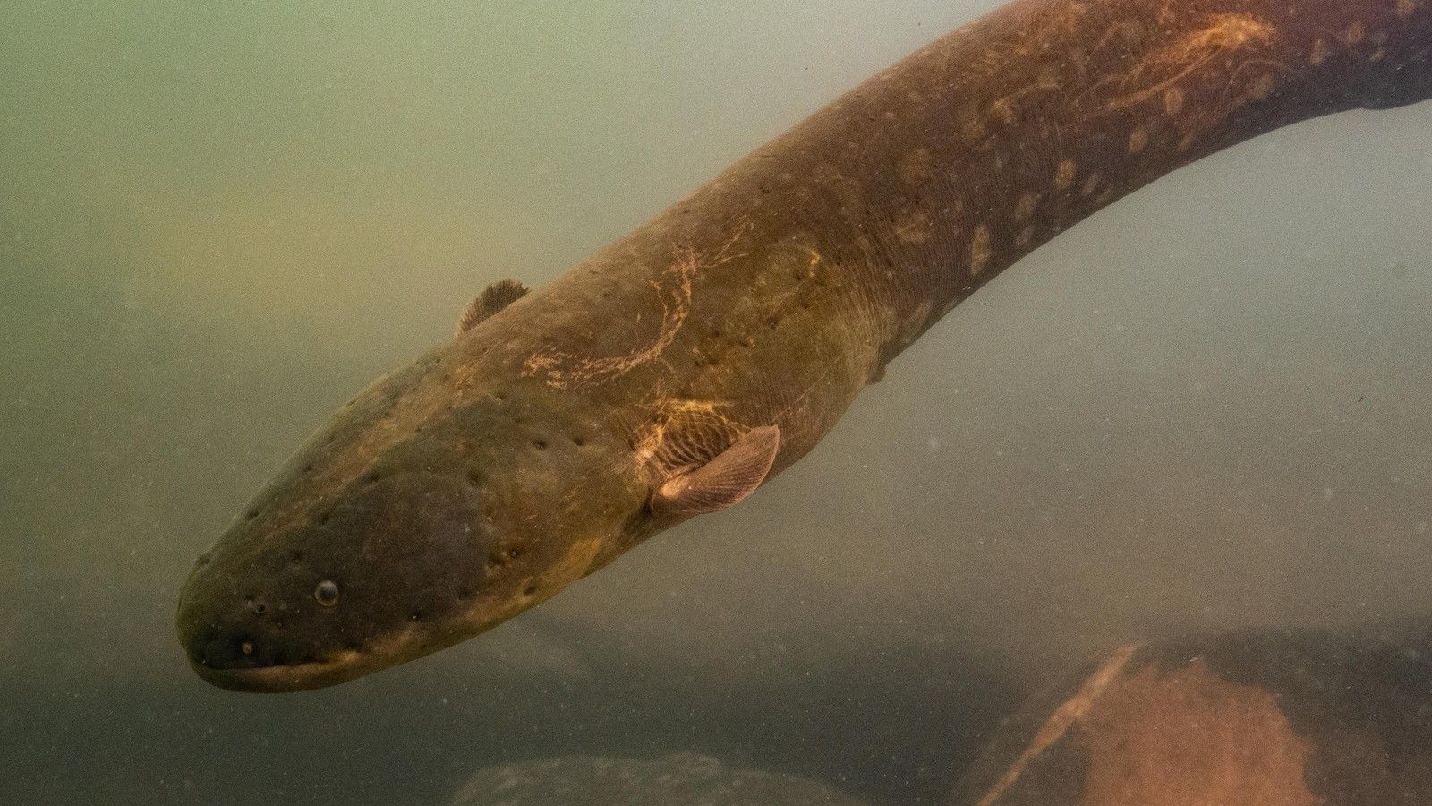 1600x900 The Iconic Electric Eel Is Actually Three Species