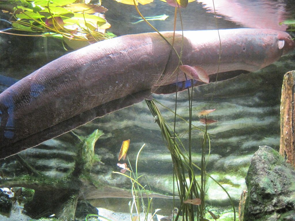 1024x768 Electric eel (Electrophorus electricus, denki unagi), Toba