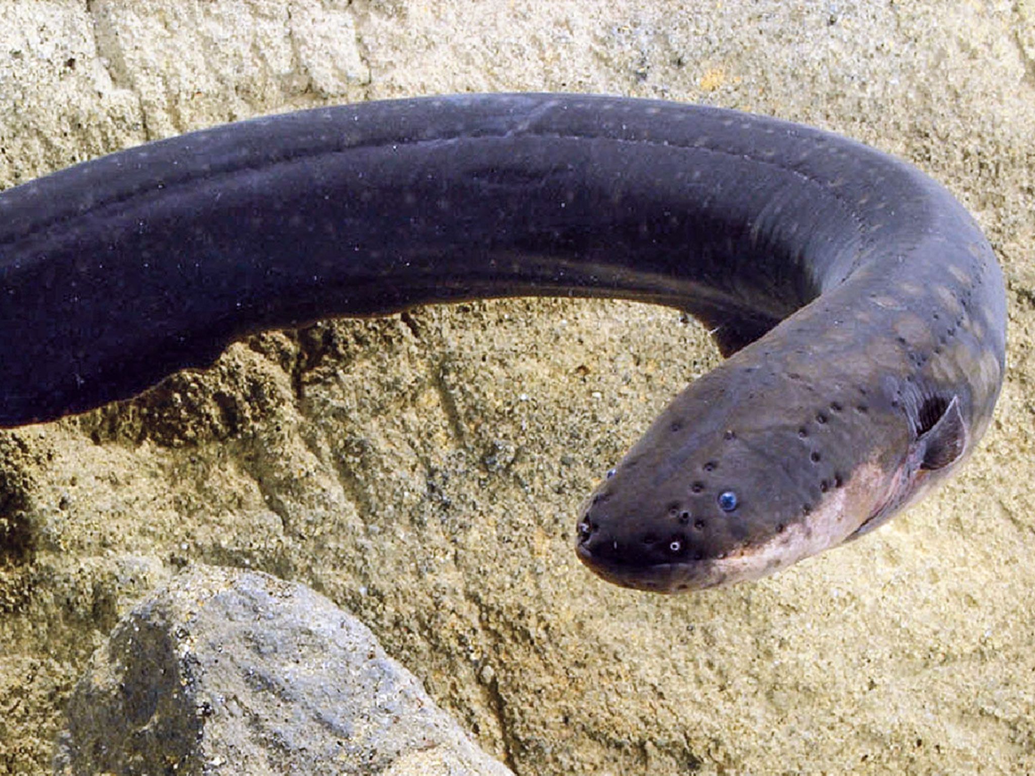 2048x1536 Have you heard of electric eels? E News