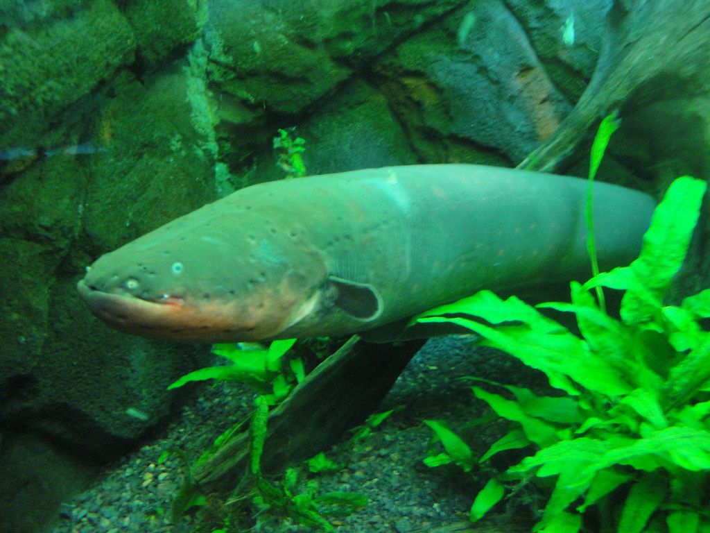 1024x768 Living Planet Aquarium