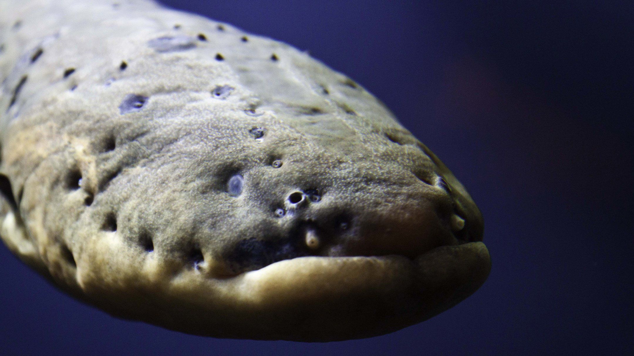 2160x1215 Newly described species of electric eel serves up shocks of 860 volts. NOVA. PBS