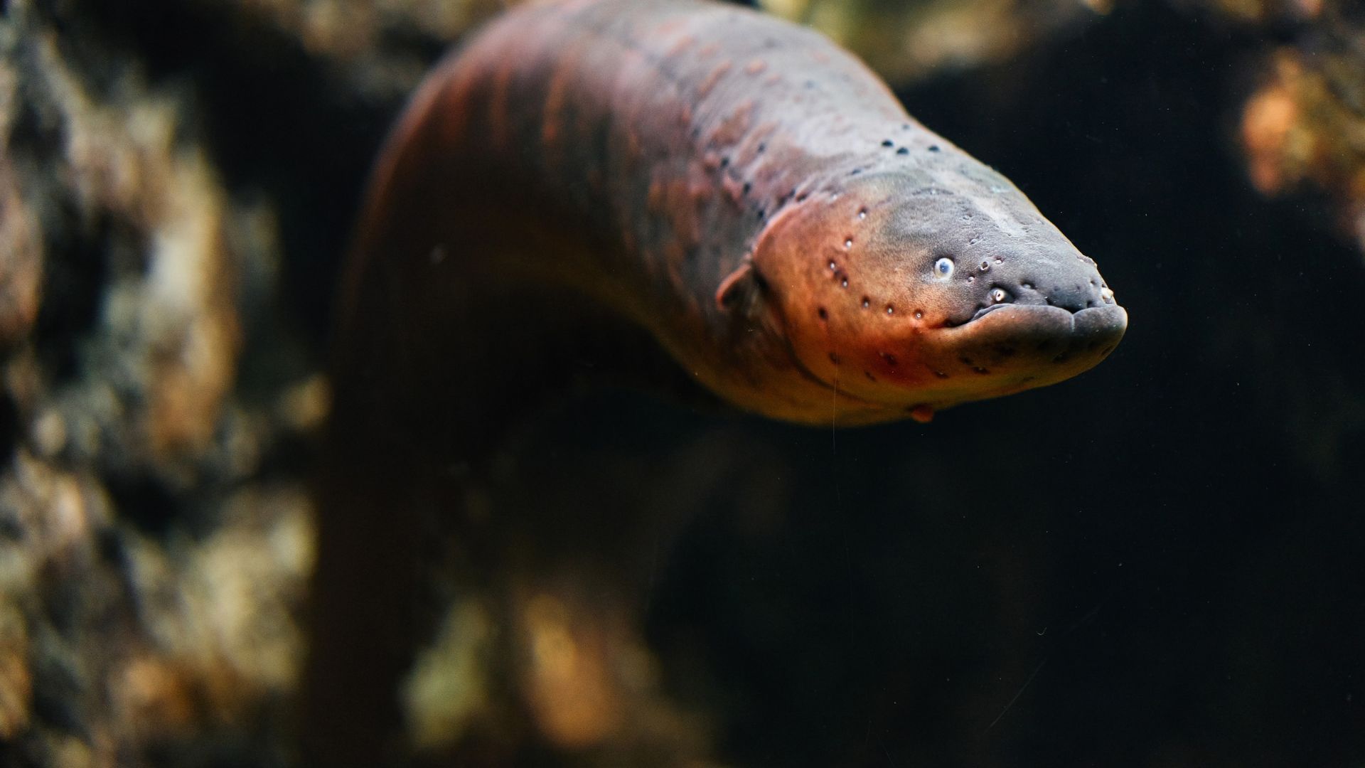 1920x1080 Researchers Have Found The World's Most Powerful Electric Eel In The Amazon