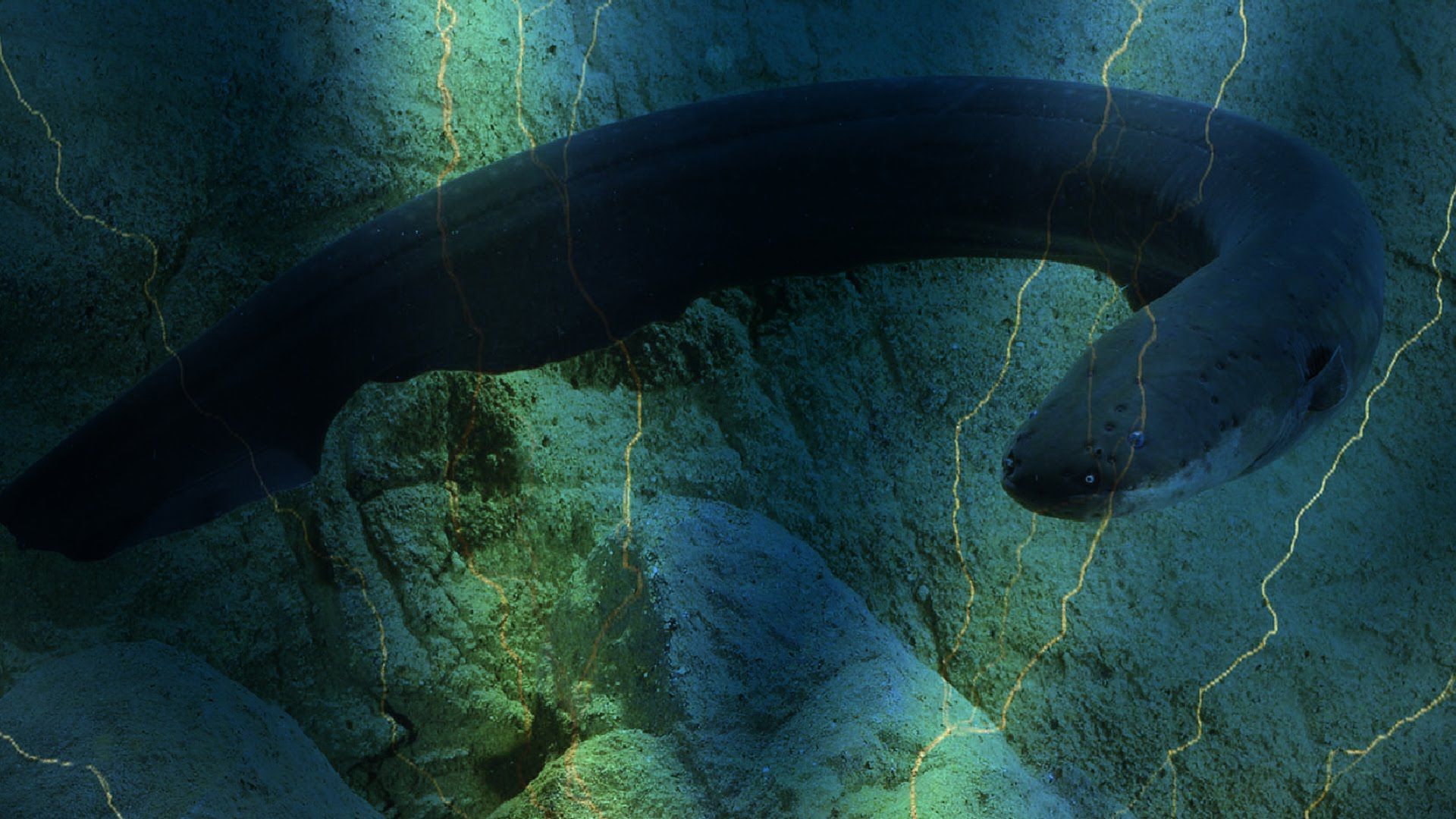1920x1080 Meet South America's Infamous Electric Eel #SaturdayMorningCartoons « Adafruit Industries