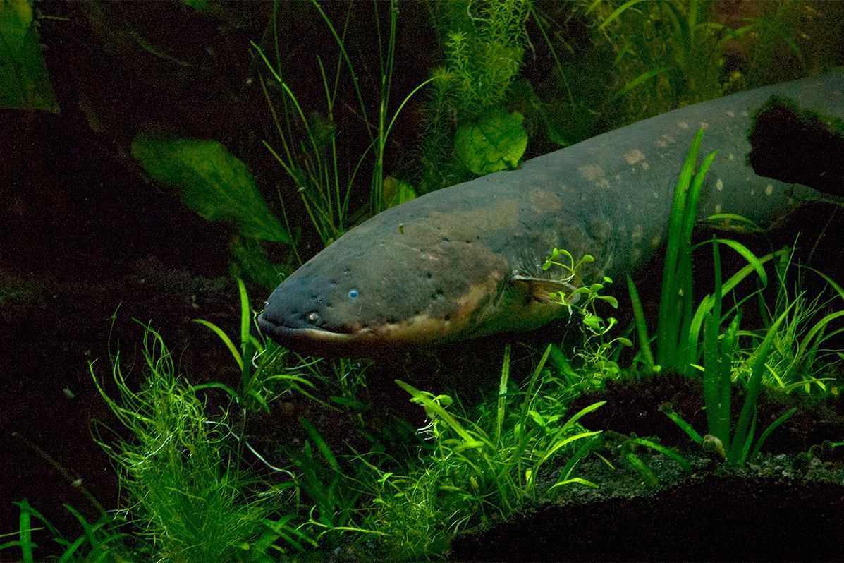 1197x798 How Evolution Gave Some Fish Their Electric Powers