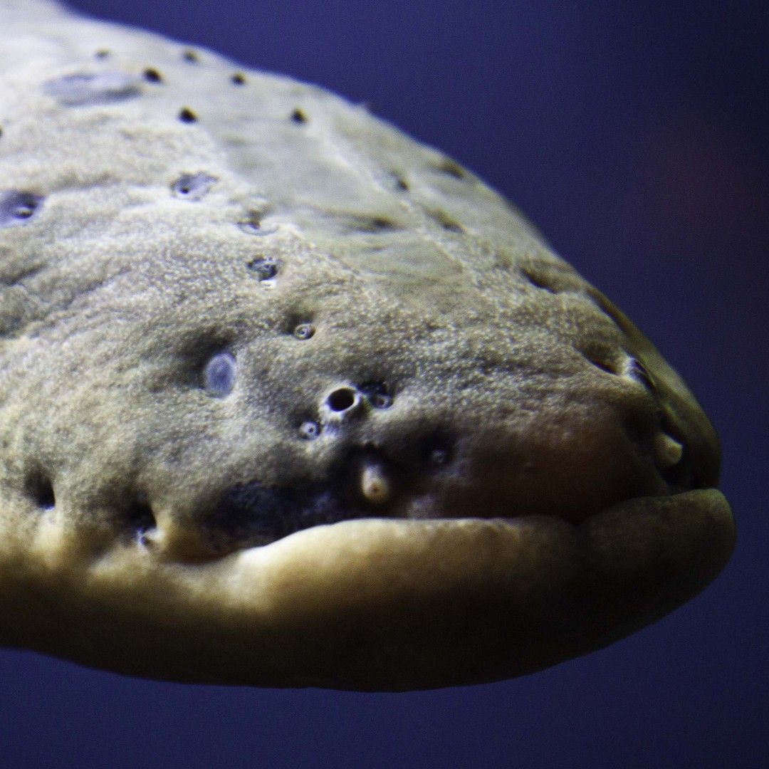 1080x1080 A Scientist's Shocking Discovery About Electric Eels