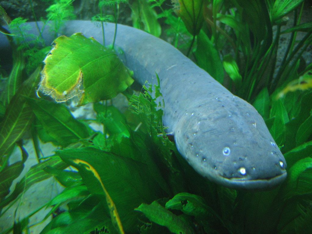 1024x768 Electric Eel