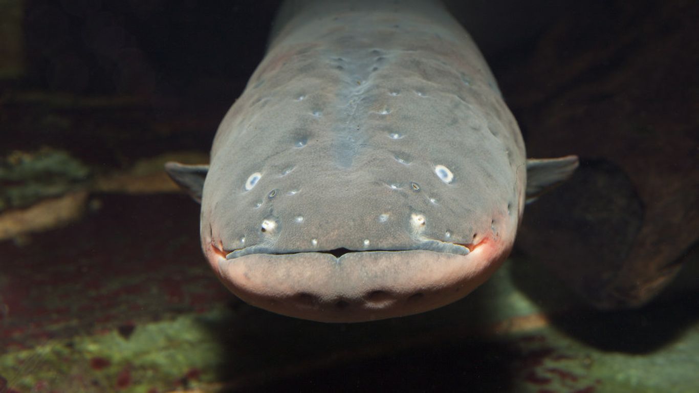 1366x768 A new power source for pacemakers is modeled after electric eels