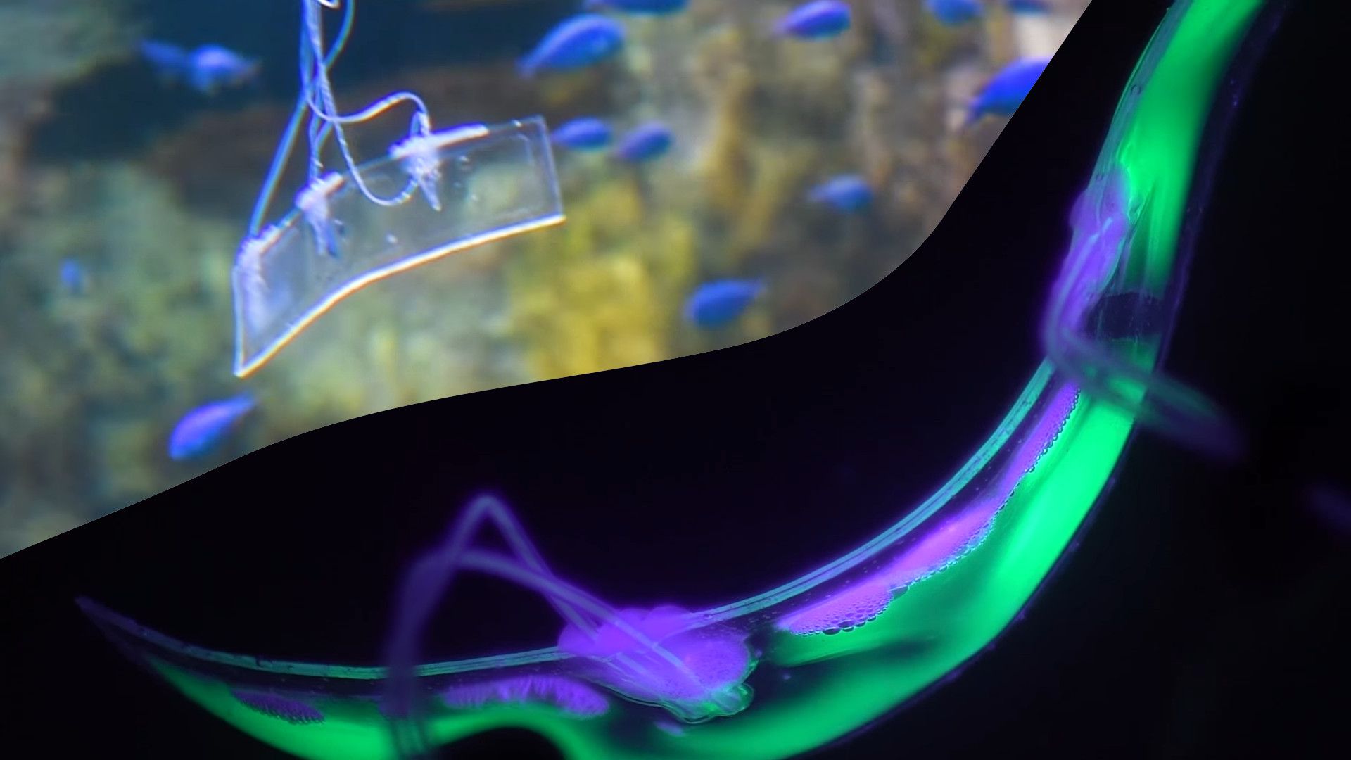 1920x1080 Gentle Electric Eel