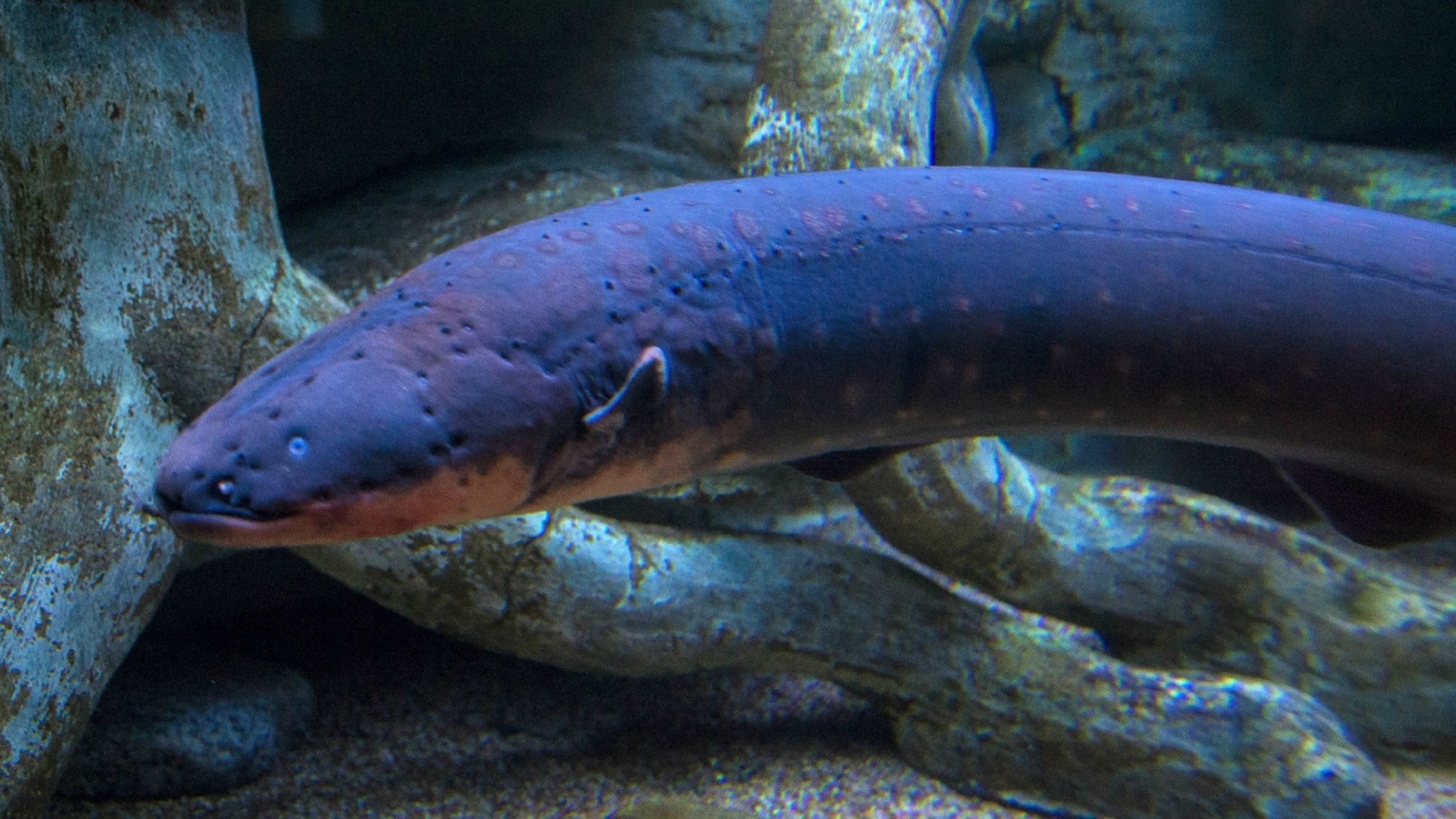 3072x1728 Electric Eel. National Geographic Kids
