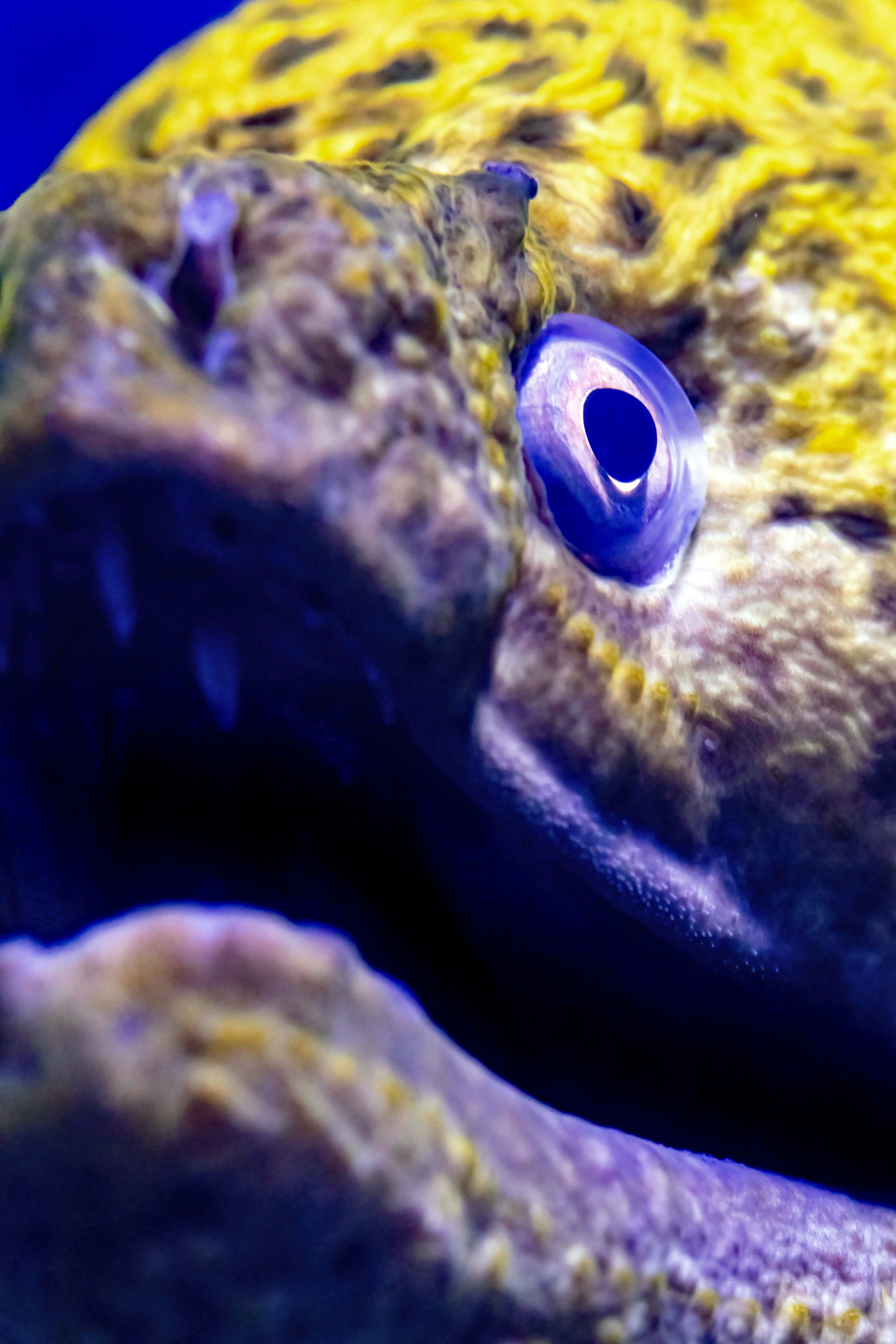 3000x4500 Electric Eel Picture. Download Free Image