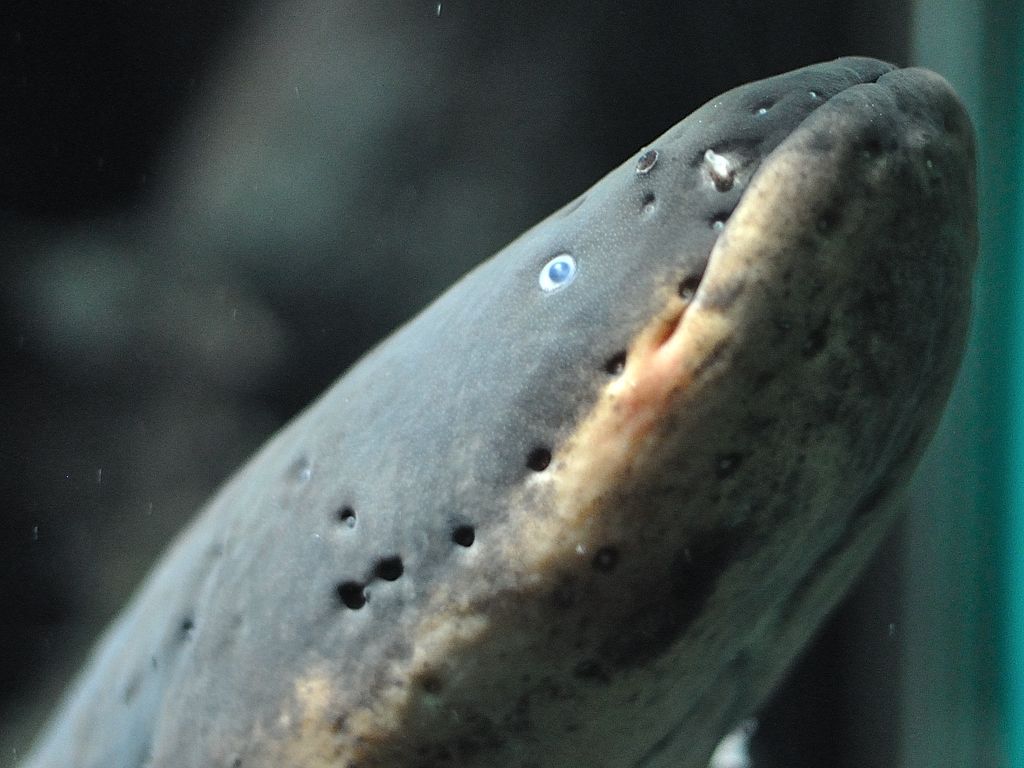 1024x768 Electric eel. Electrophorus electricus Electric eel Zittera