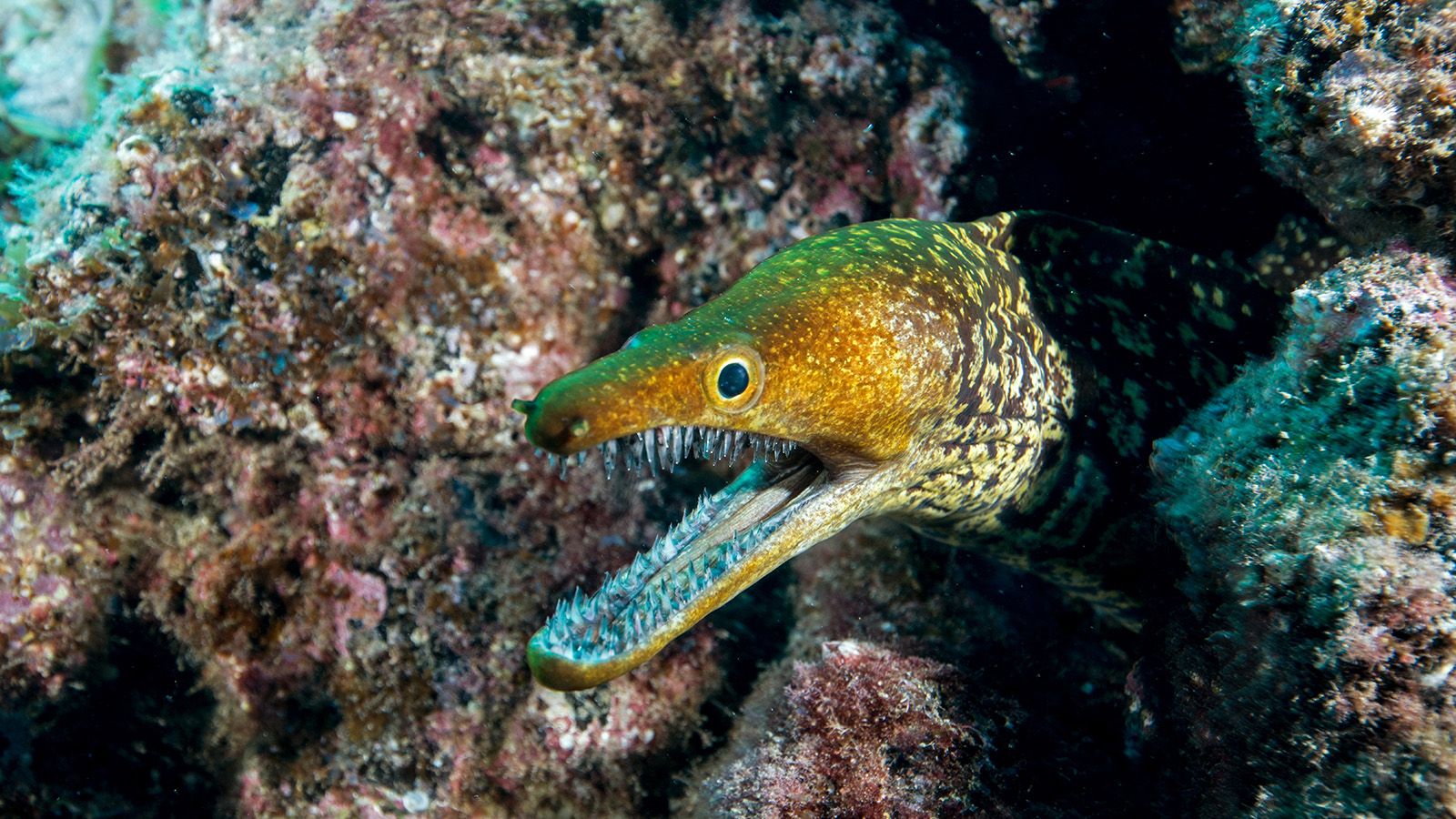 1600x900 The Moray Eel Is a True Eel, Unlike Electric Imposters