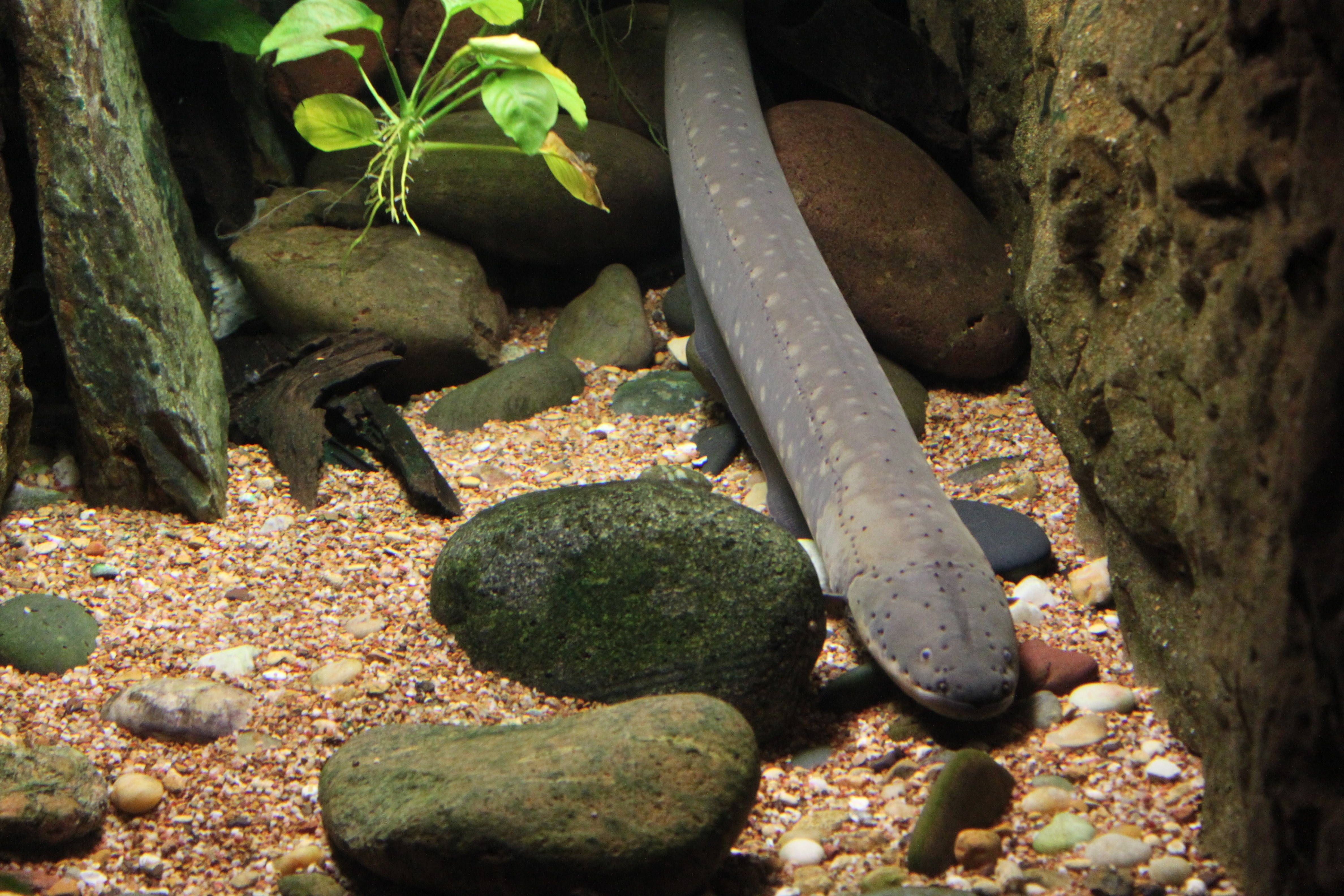 4752x3168 gray electric eels free image