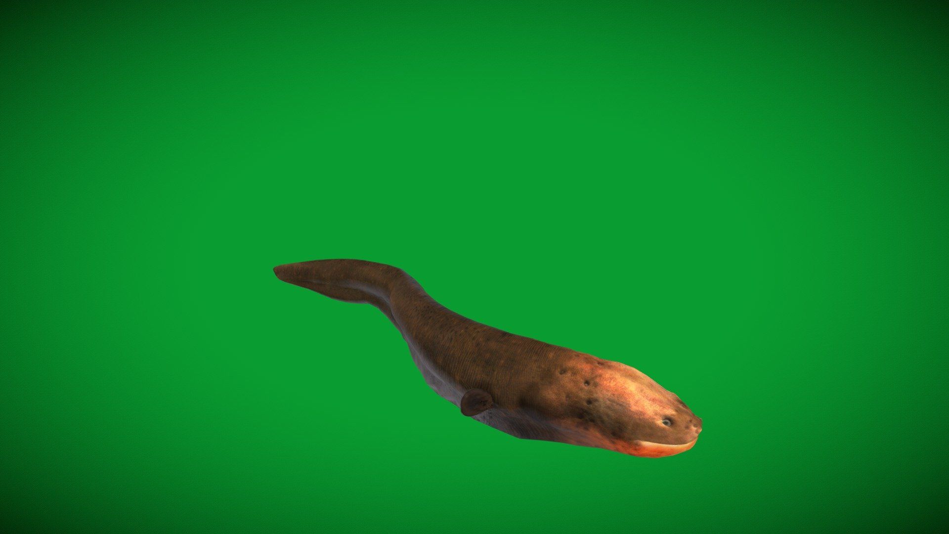 1920x1080 Electric Eel model by Nyilonelycompany [74d1420]