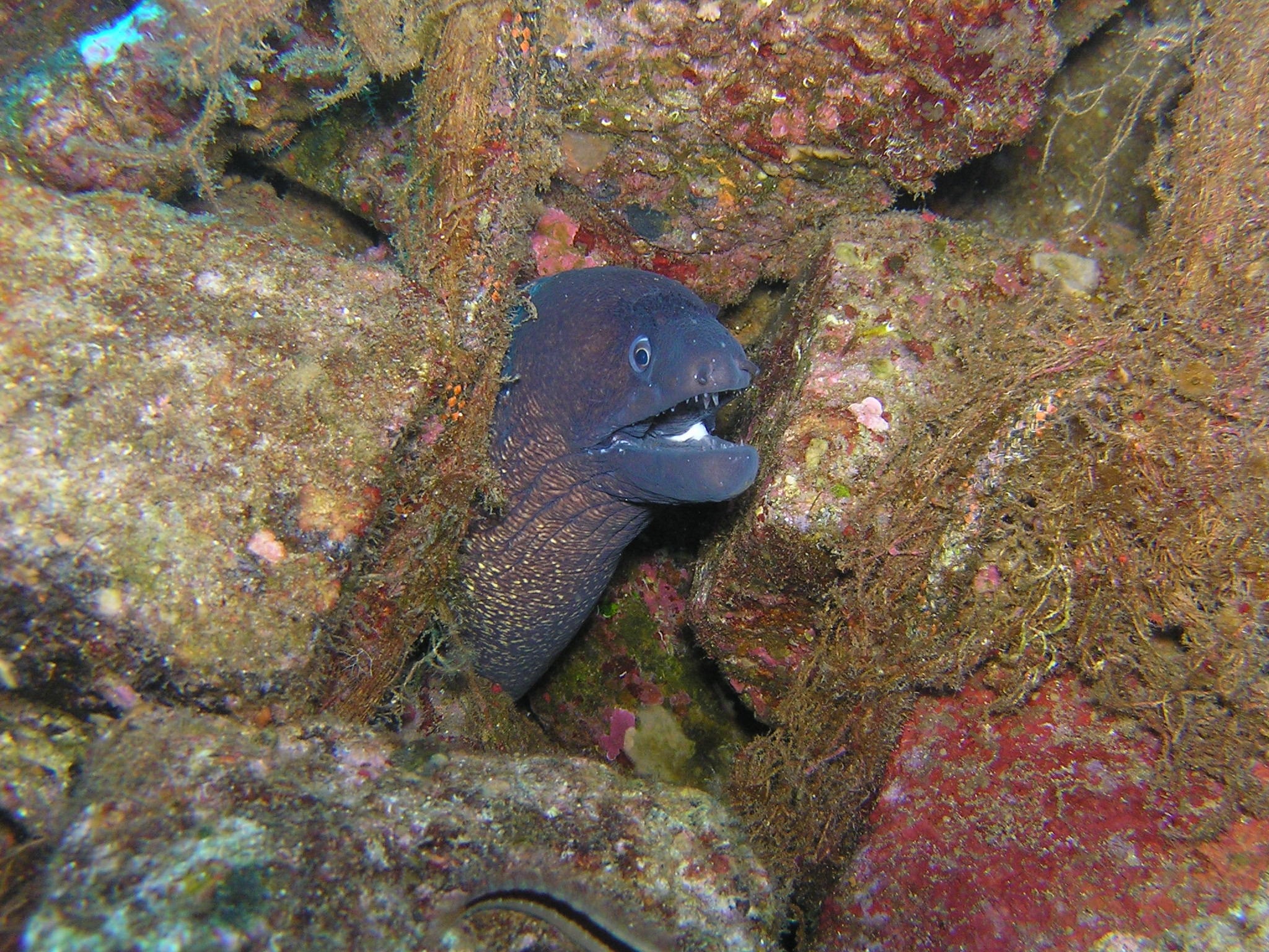 2048x1536 gray electric eels free image