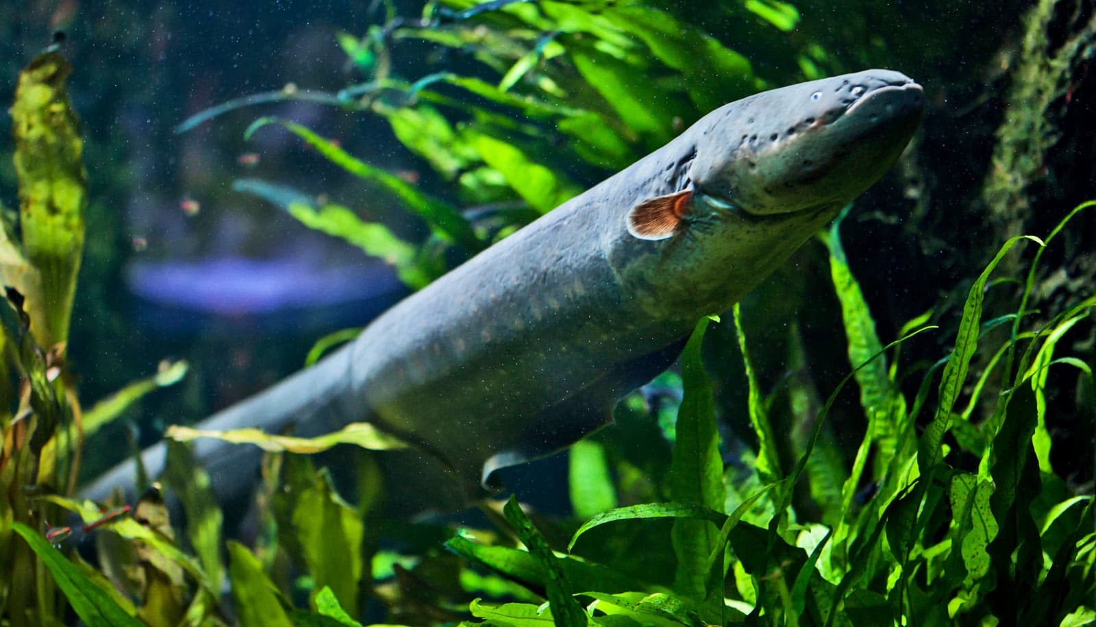 1600x915 To measure shock, biologist dunks arm in electric eel tank