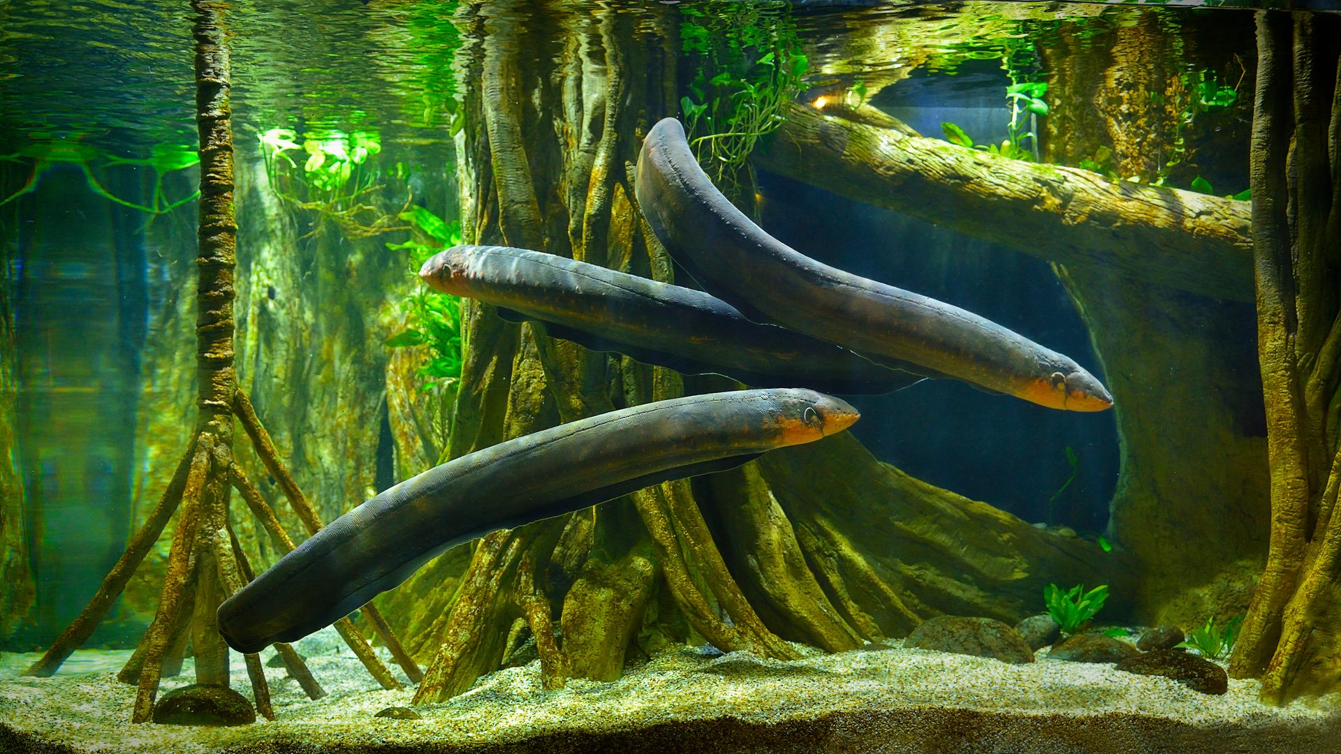 1920x1080 Japanese Data Center Starts Eel Farming Side Hustle. Tom's Hardware